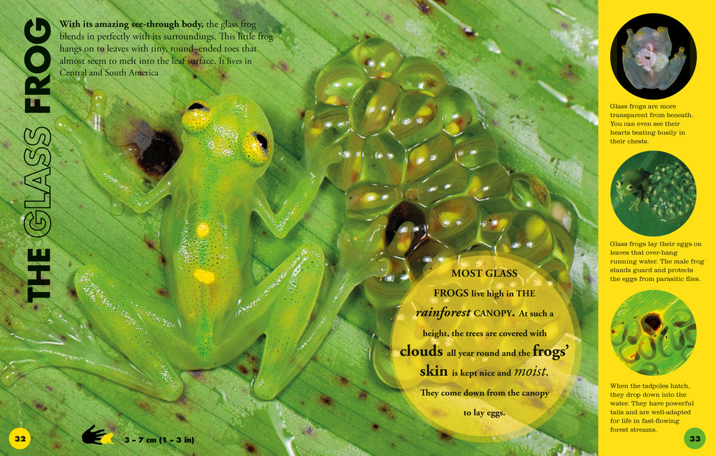 Everything You Need to Know About Frogs