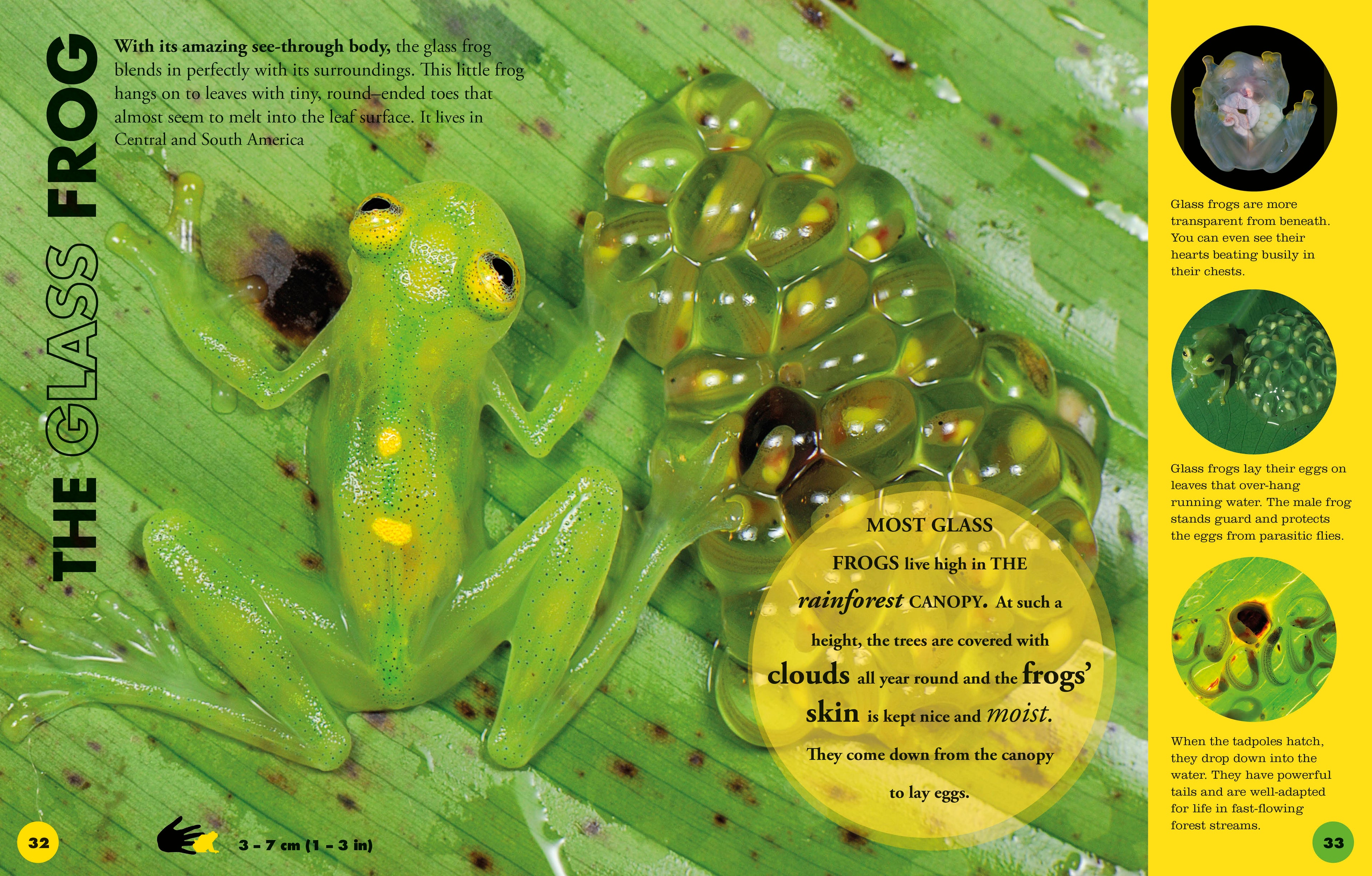 Everything You Need to Know About Frogs