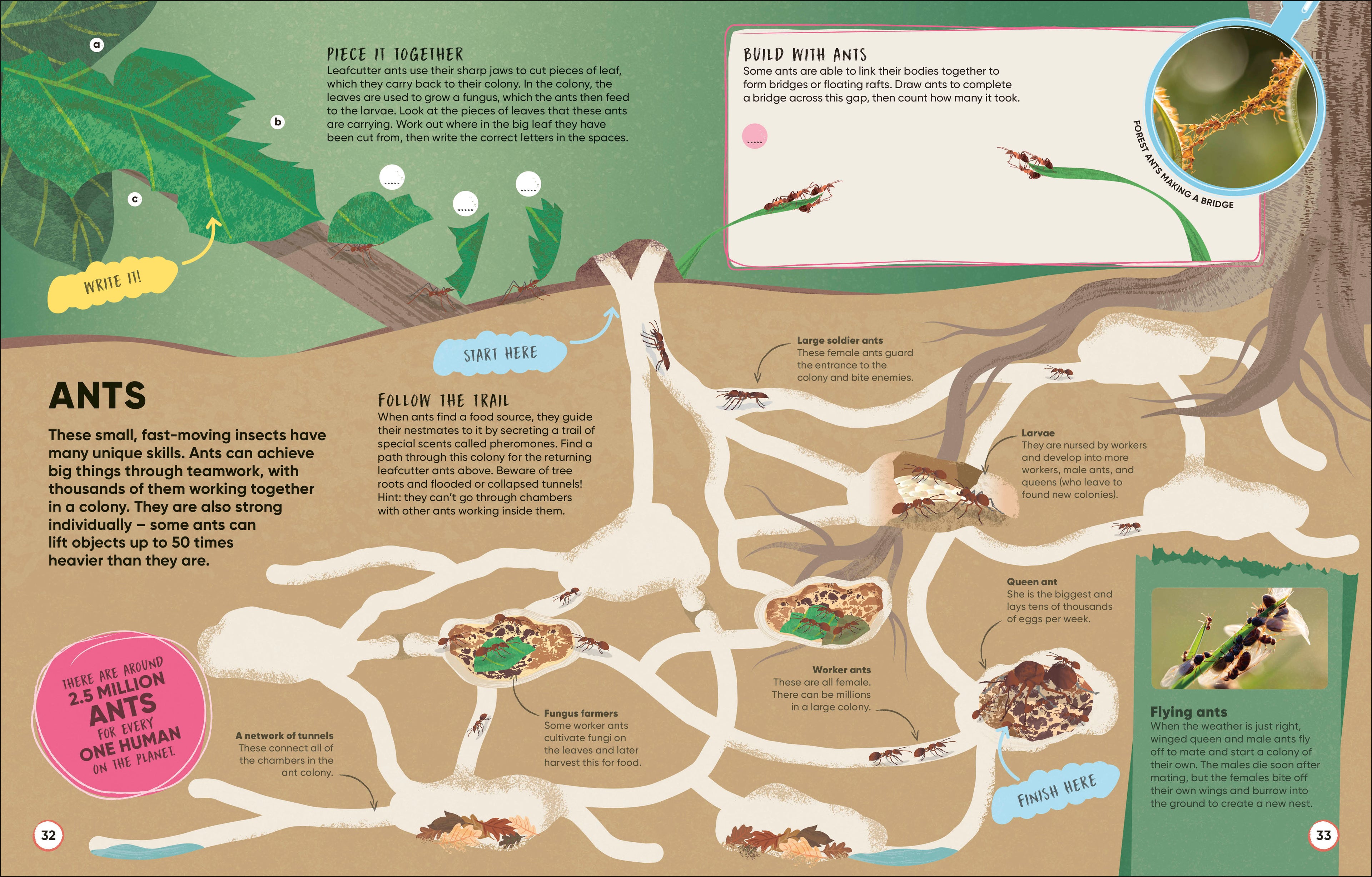 Brain Booster Bugs-Spread, Image, (PRHC, Design, Do, Not, Use)-2