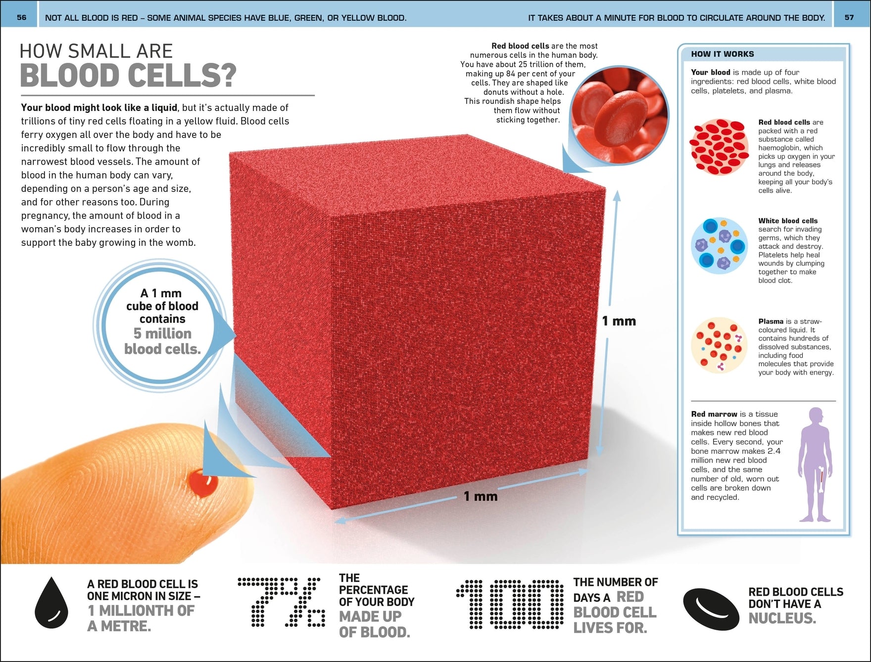 1,000 Amazing Human Body Facts