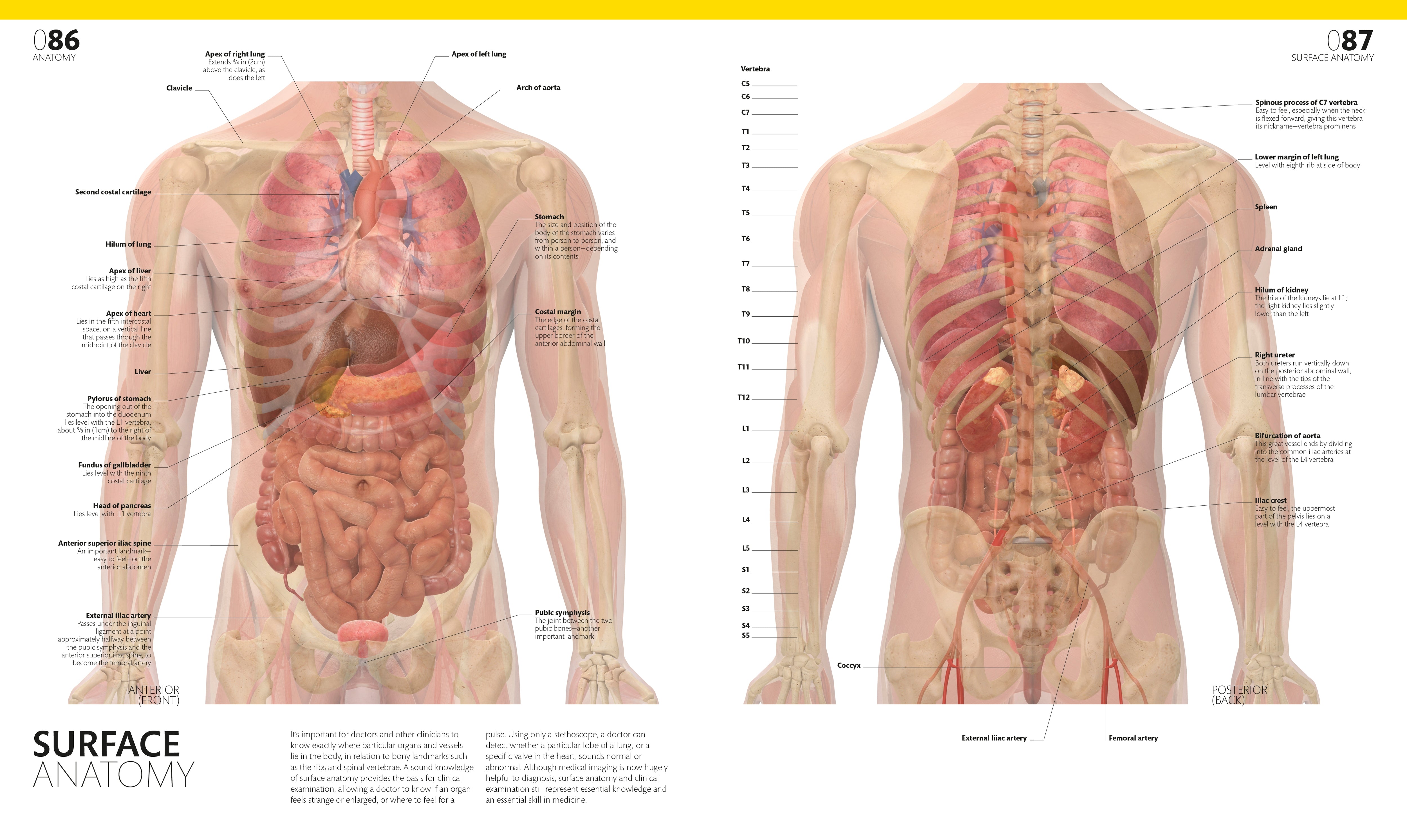 The Complete Human Body – DK
