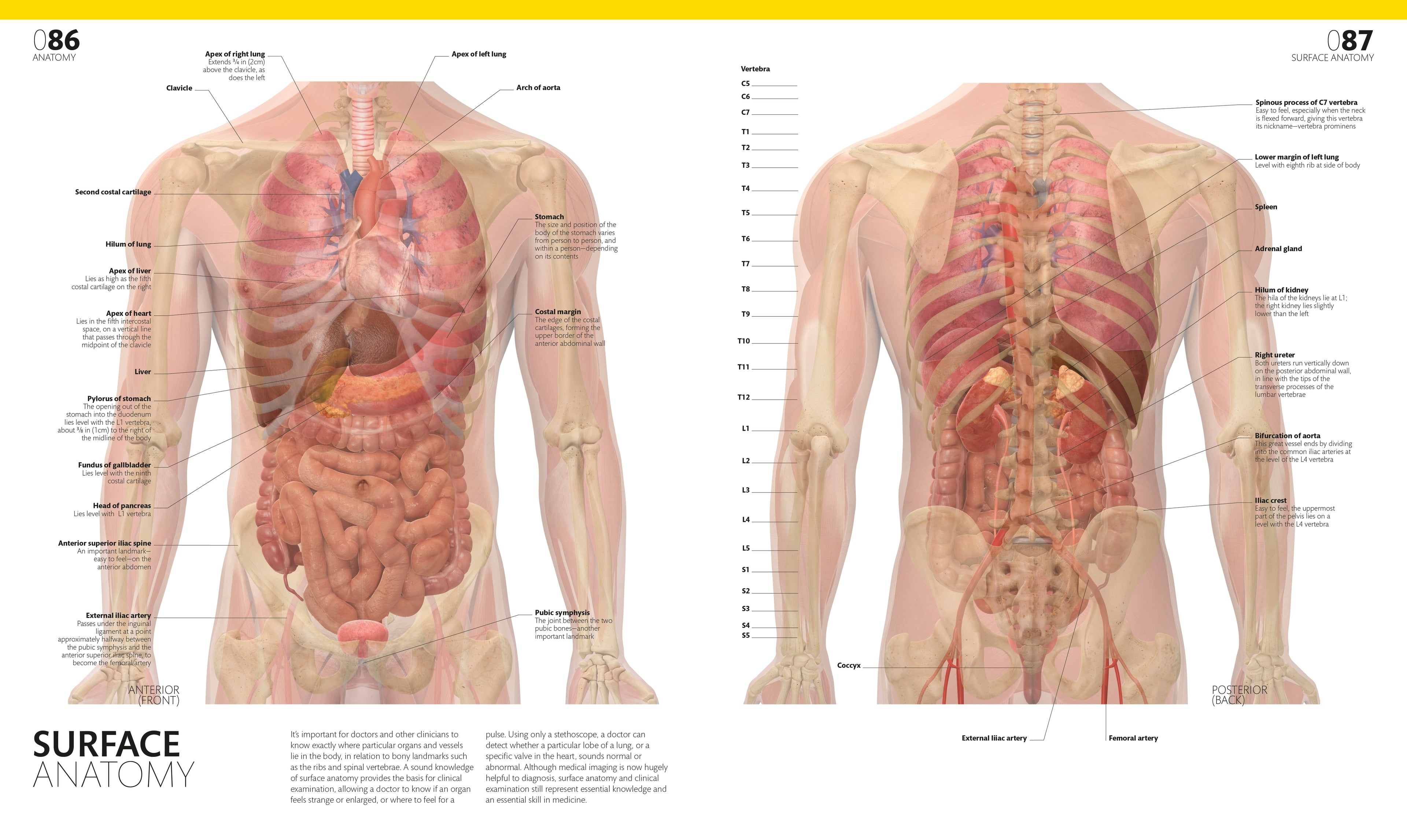 The Complete Human Body