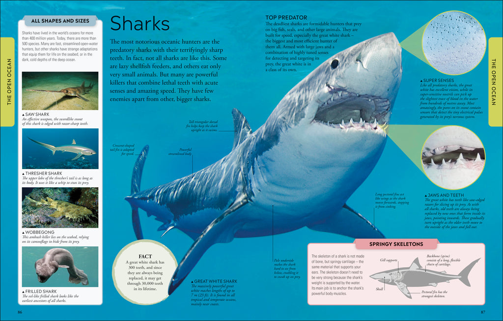 Ocean A Children's Encyclopedia: New Edition