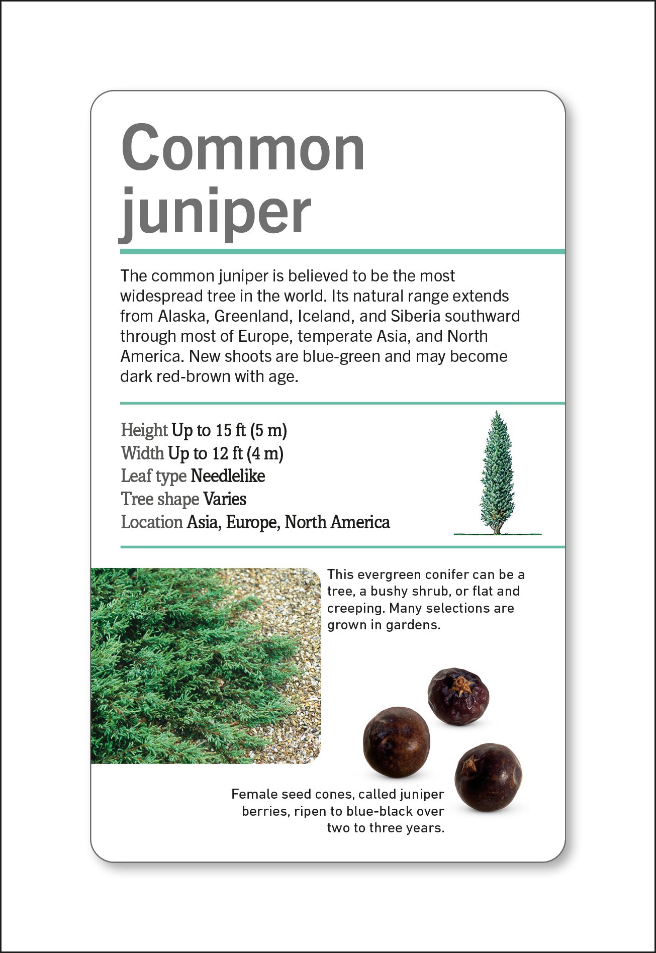 Our World in Pictures Trees of the World Flash Cards-Spread, Image, (PRHC, Design, Do, Not, Use)-2