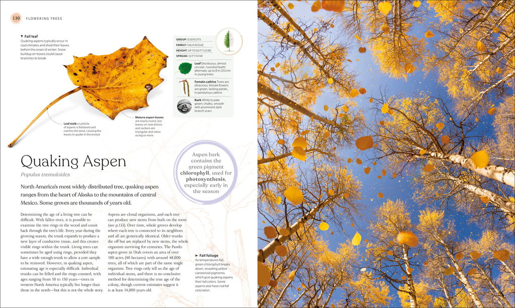 The Tree Book-Spread, Image, (PRHC, Design, Do, Not, Use)-7