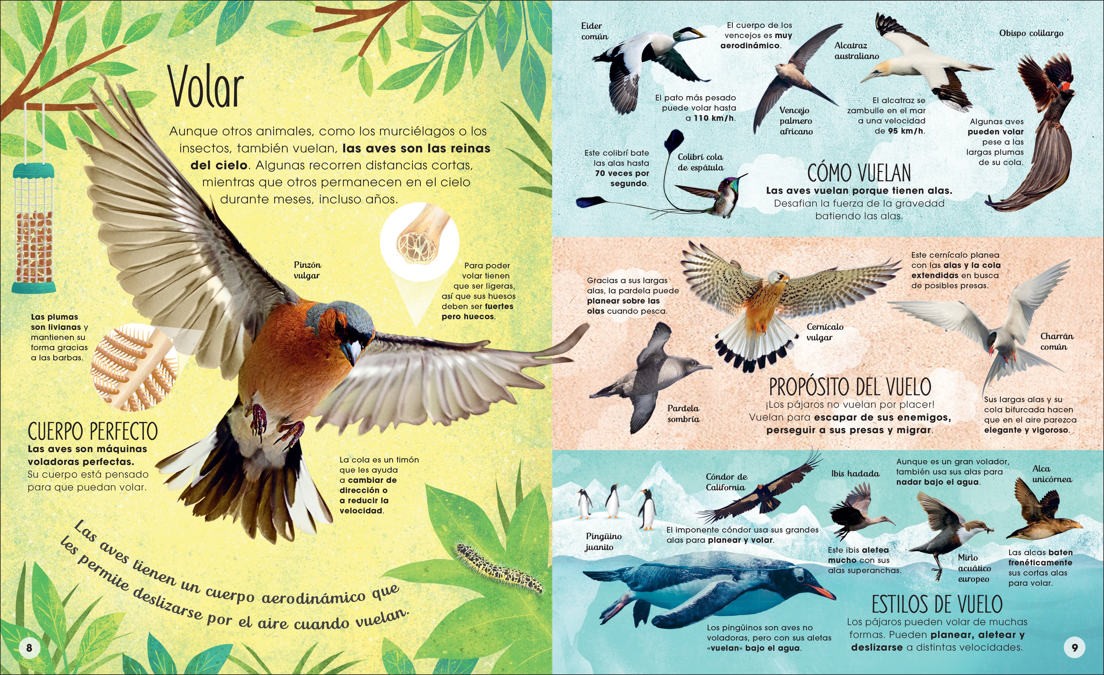 La vida secreta de las aves (The Extraordinary World of Birds)-Spread, Image, (PRHC, Design, Do, Not, Use)-1