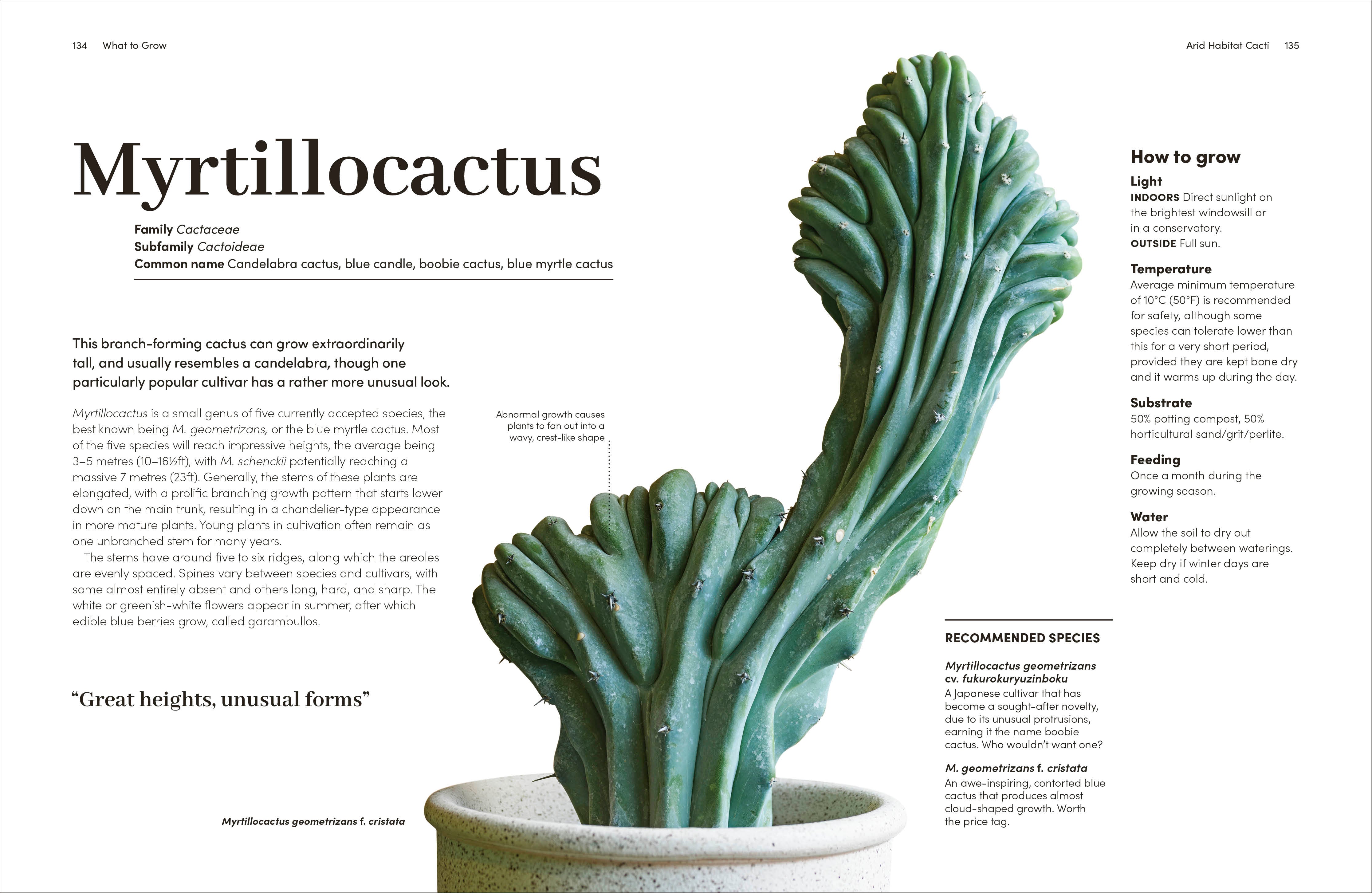 Cacti and Succulents – DK