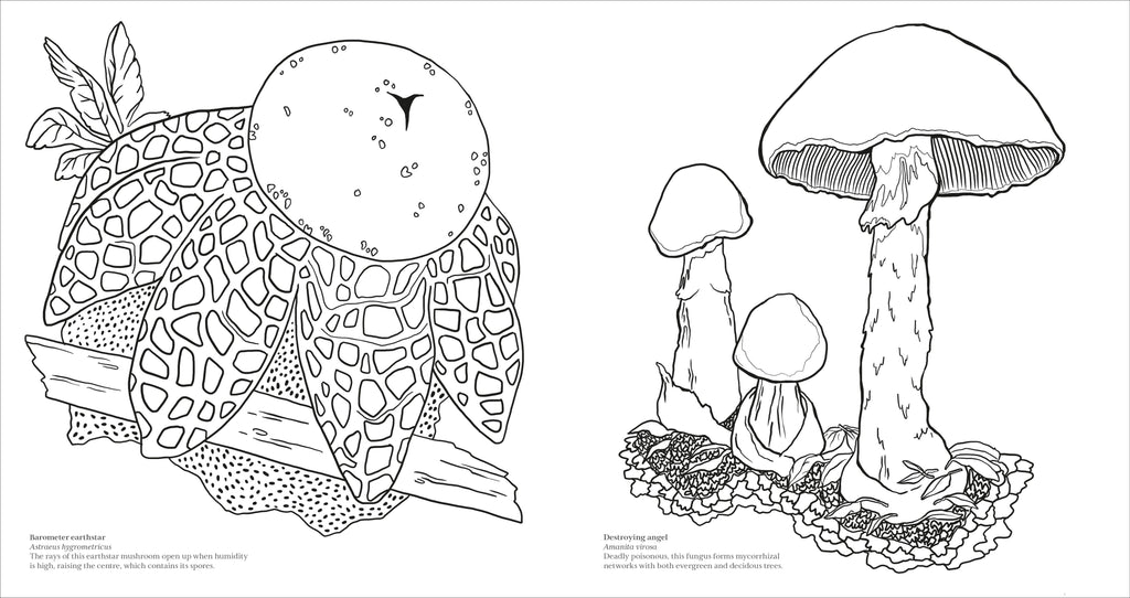 Fascinating Fungi Colouring Book-Spread, Image, (PRHC, Design, Do, Not, Use)-2