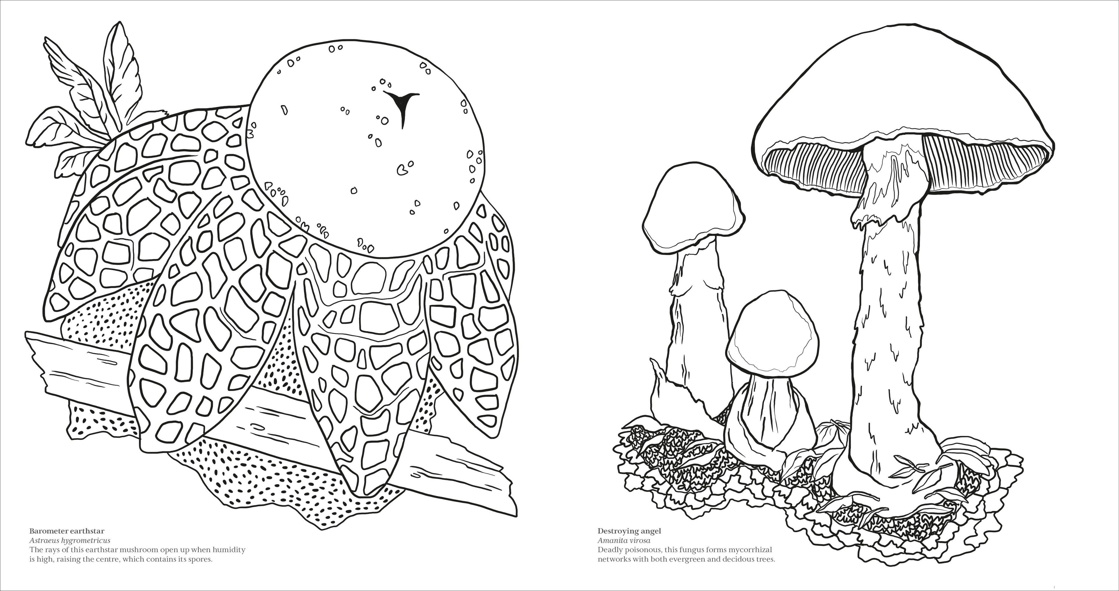 Fascinating Fungi Colouring Book-Spread, Image, (PRHC, Design, Do, Not, Use)-2