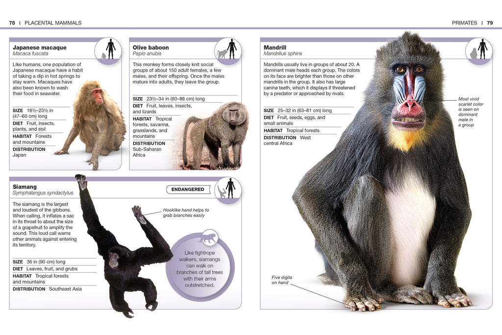 Pocket Genius: Mammals