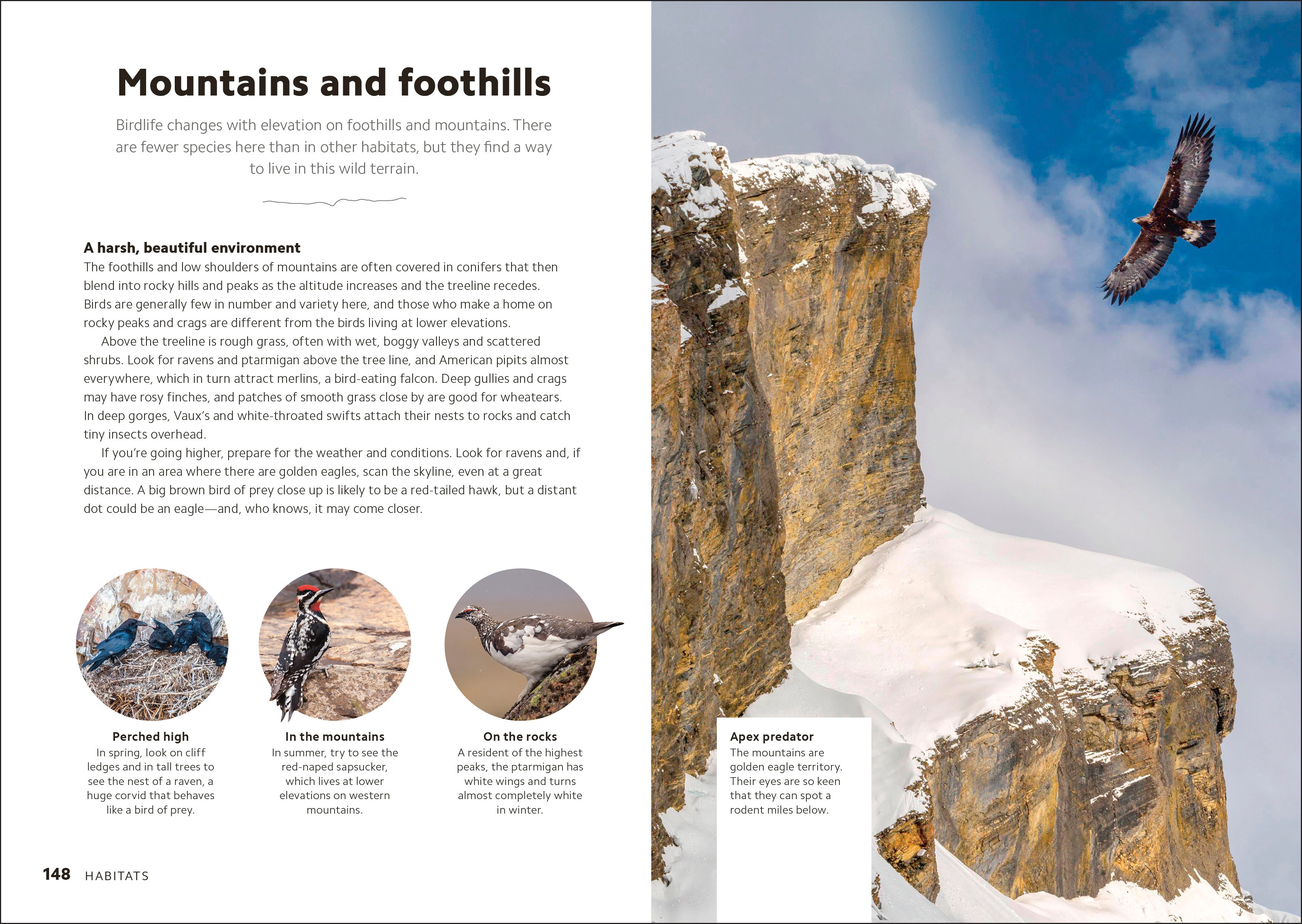 Birdwatching Guide-Spread, Image, (PRHC, Design, Do, Not, Use)-4