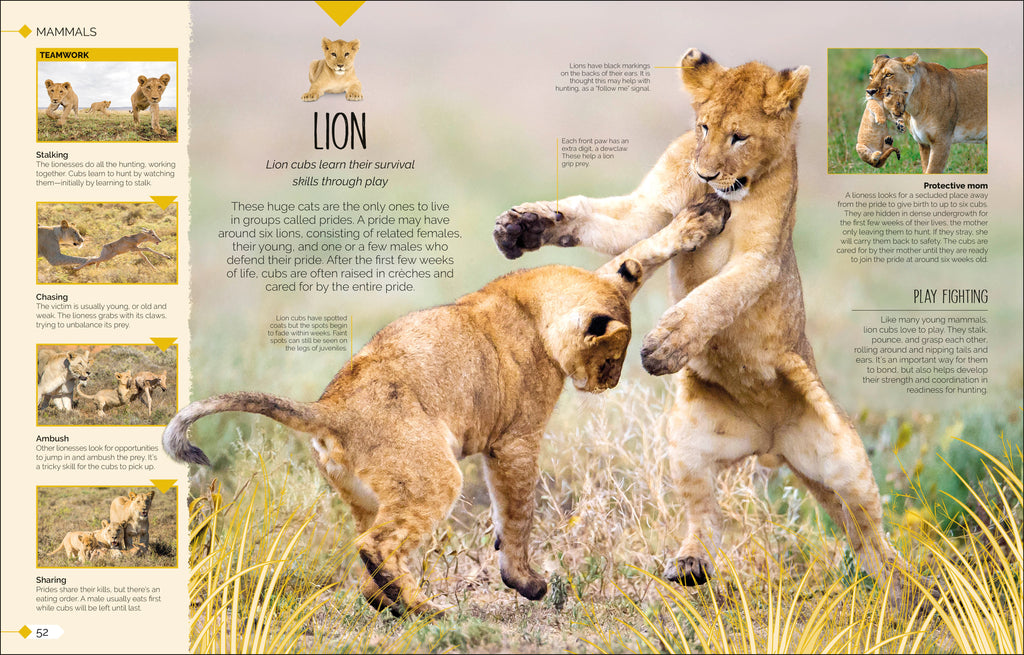 Born to be Wild-Spread, Image, (PRHC, Design, Do, Not, Use)-7