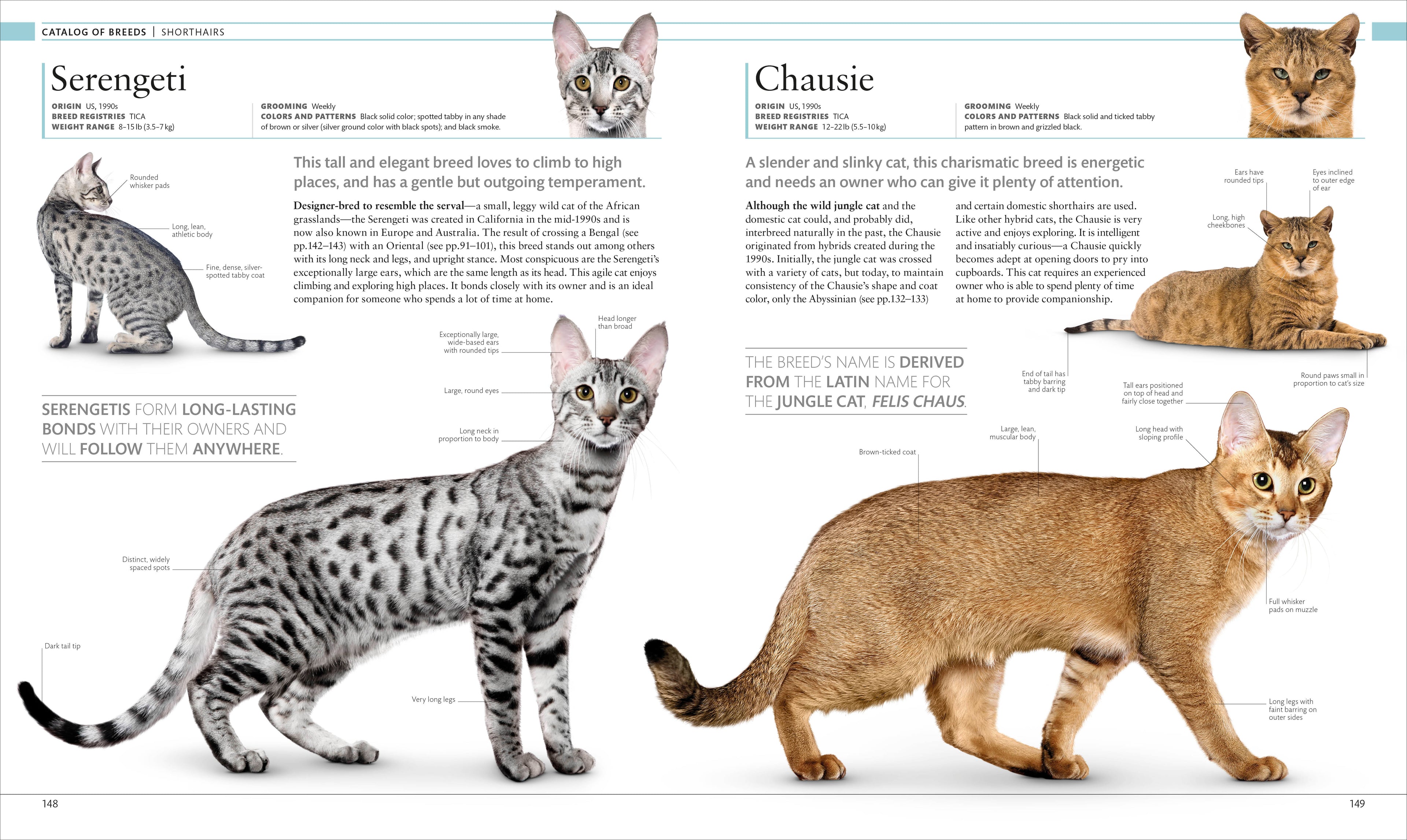 The Cat Encyclopedia-Spread, Image, (PRHC, Design, Do, Not, Use)-5