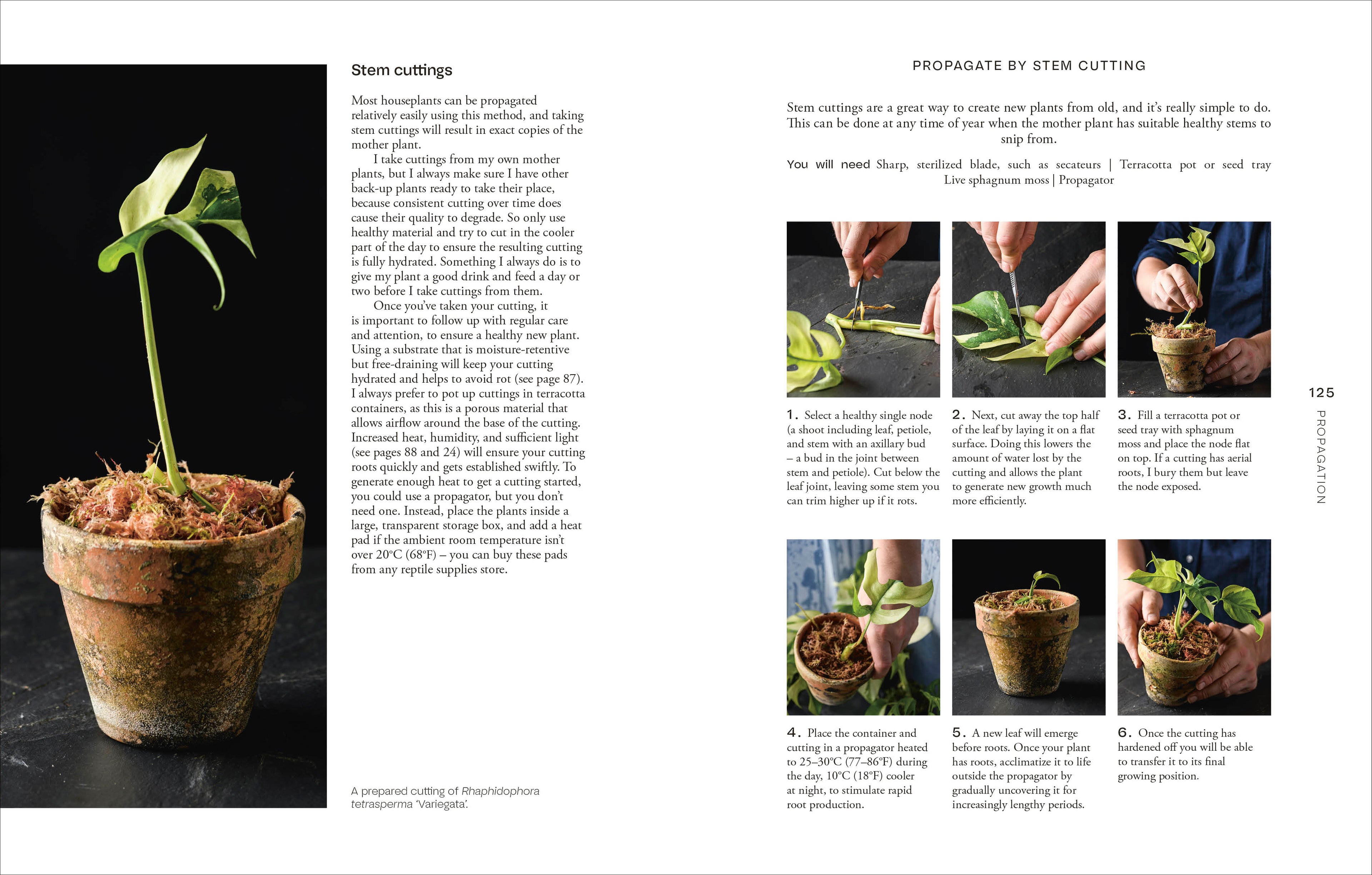 Not Another Jungle-Spread, Image, (PRHC, Design, Do, Not, Use)-5