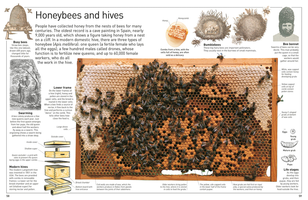 DK Eyewitness Books: Insect