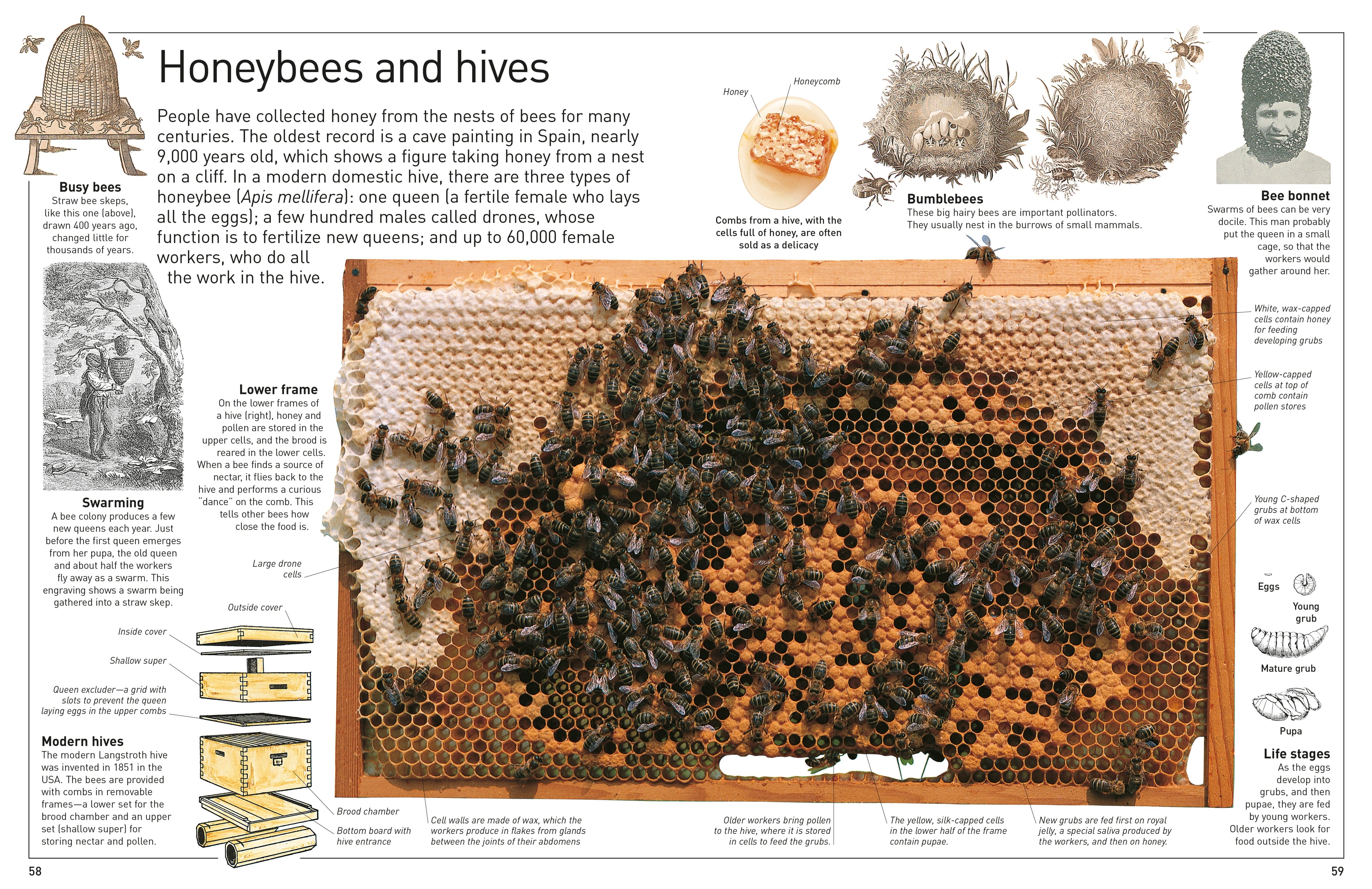 DK Eyewitness Books: Insect