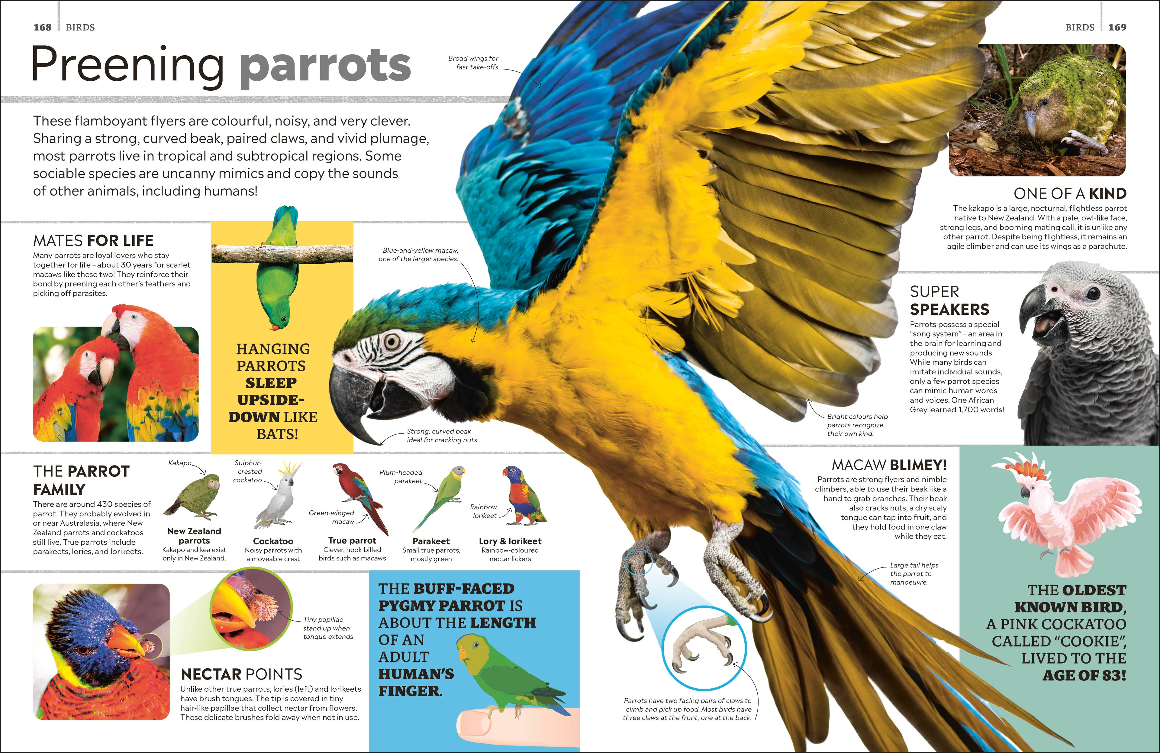 Eyewitness Encyclopedia of Animals