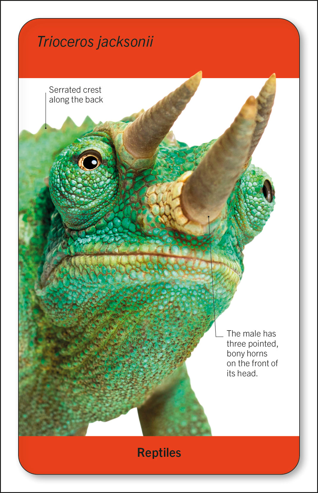 Our World in Pictures Animals of the World Flash Cards-Spread, Image, (PRHC, Design, Do, Not, Use)-10