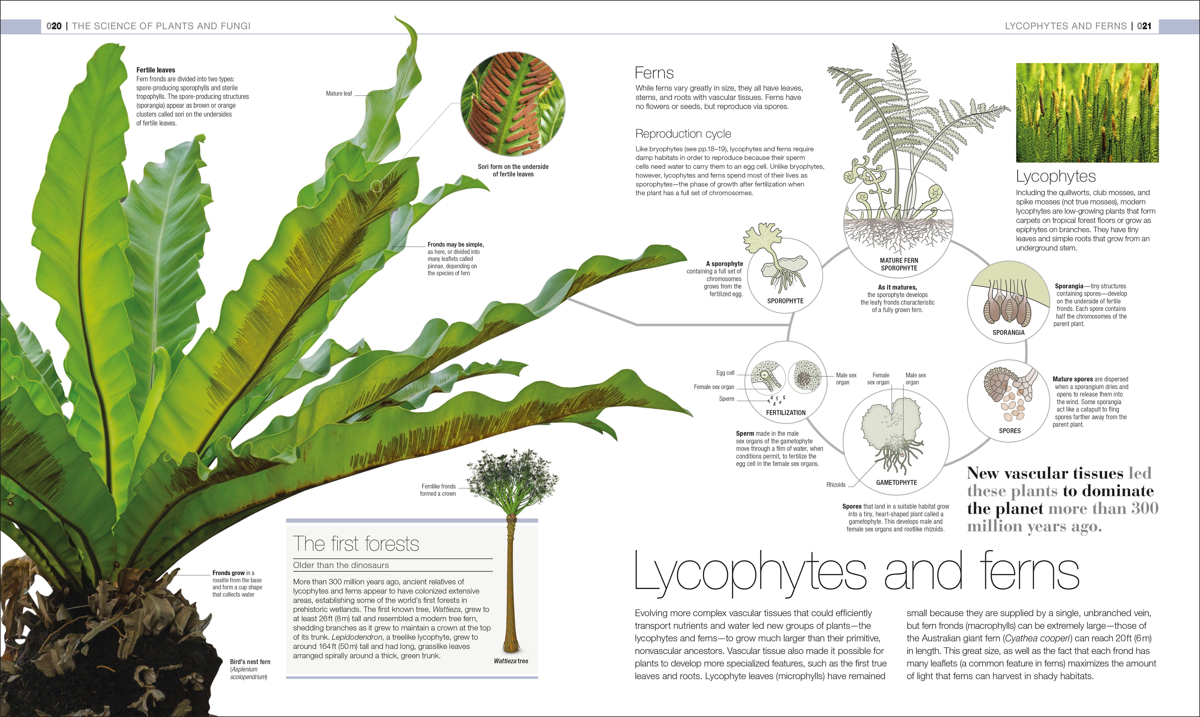 Plants and Fungi-Spread, Image, (PRHC, Design, Do, Not, Use)-1