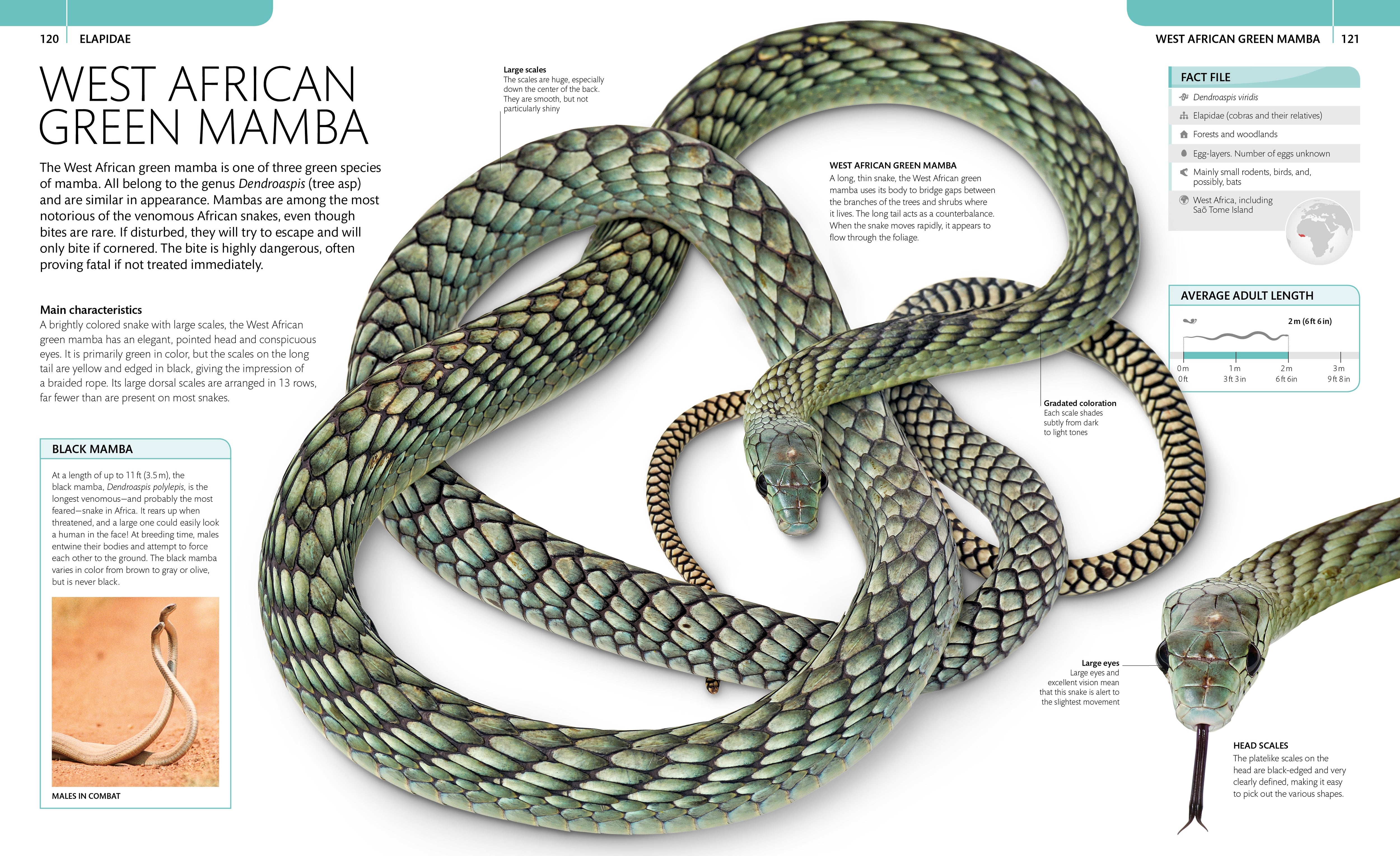 Snake – DK