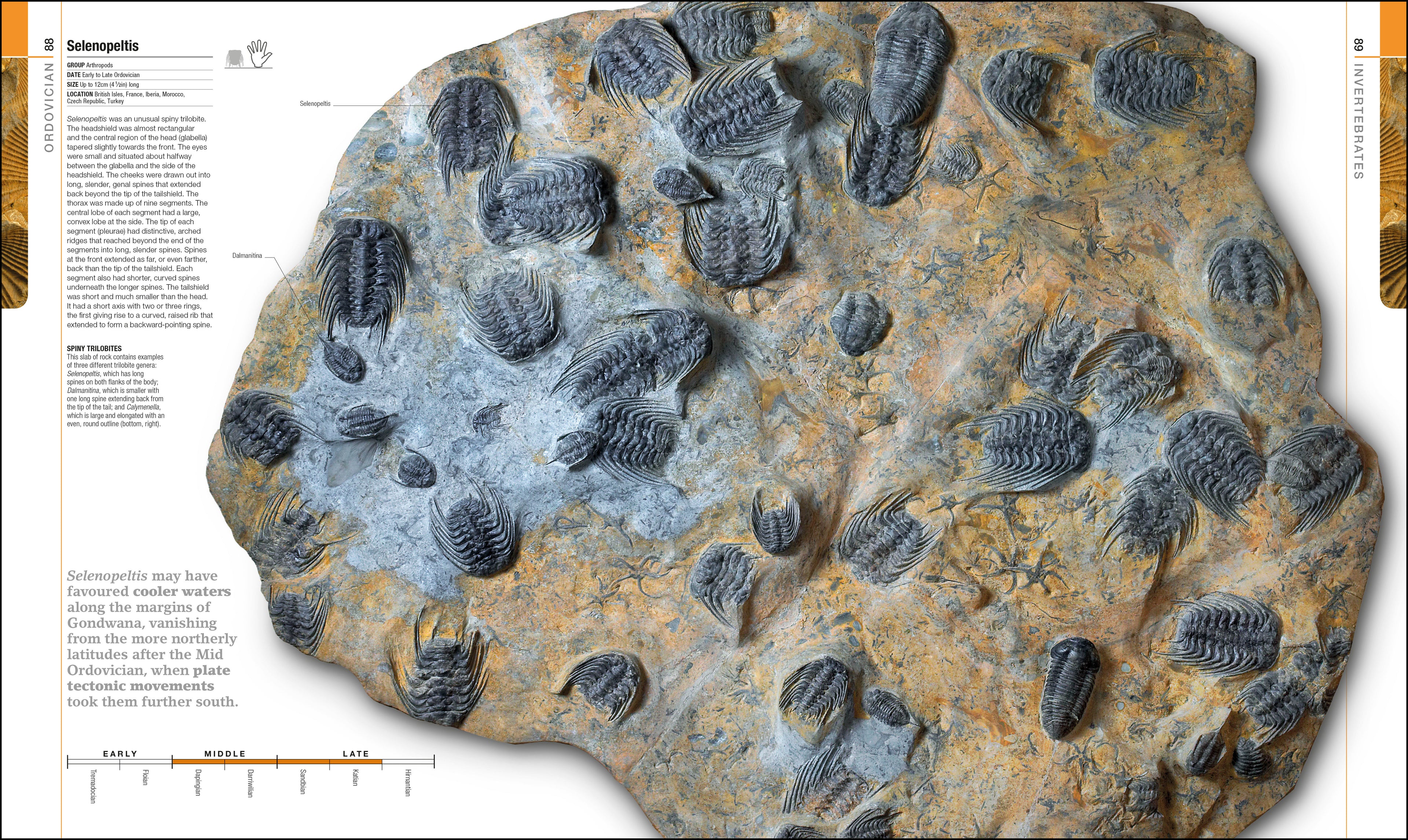 Dinosaurs and Prehistoric Life