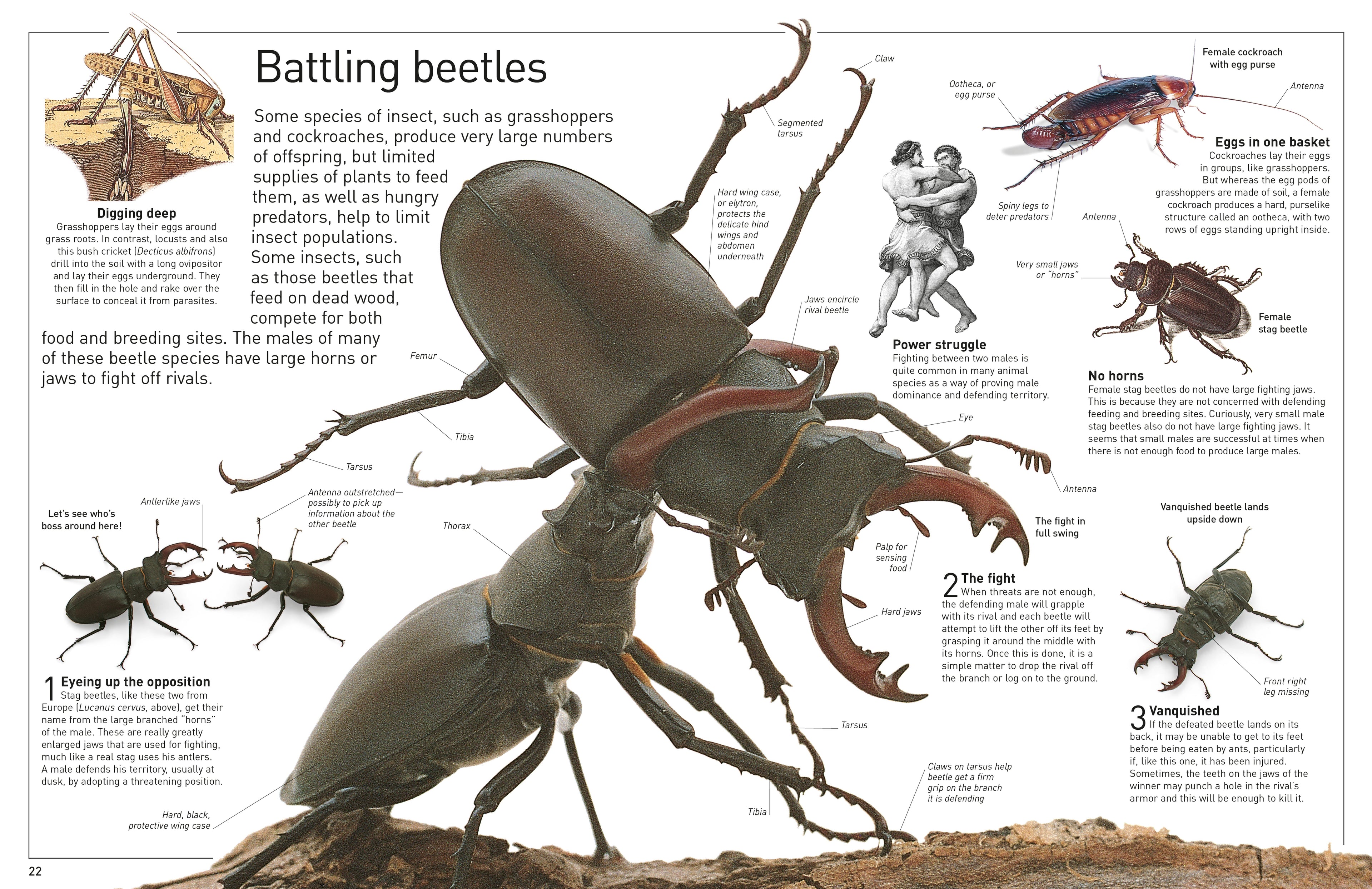 DK Eyewitness Books: Insect