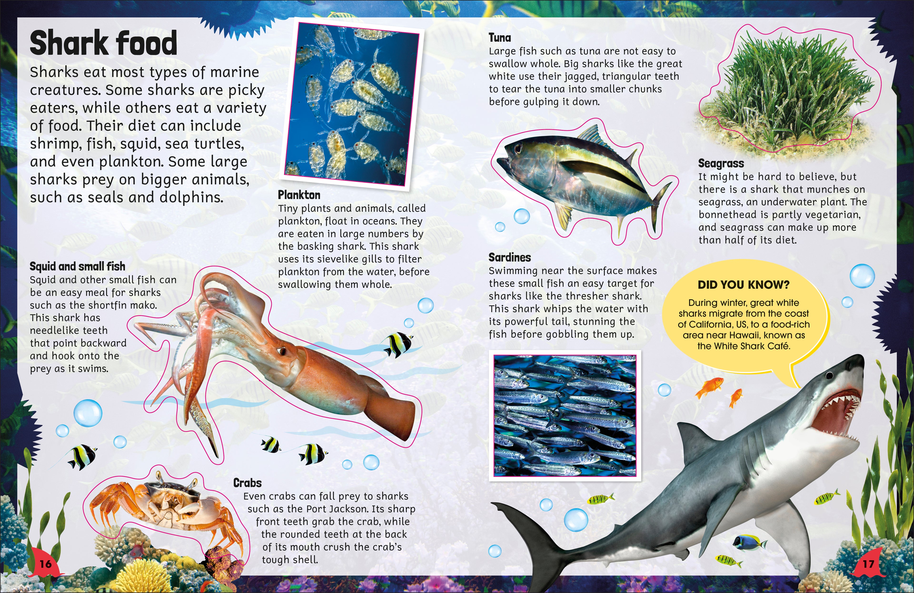 Sticker Encyclopedia Sharks-Spread, Image, (PRHC, Design, Do, Not, Use)-3