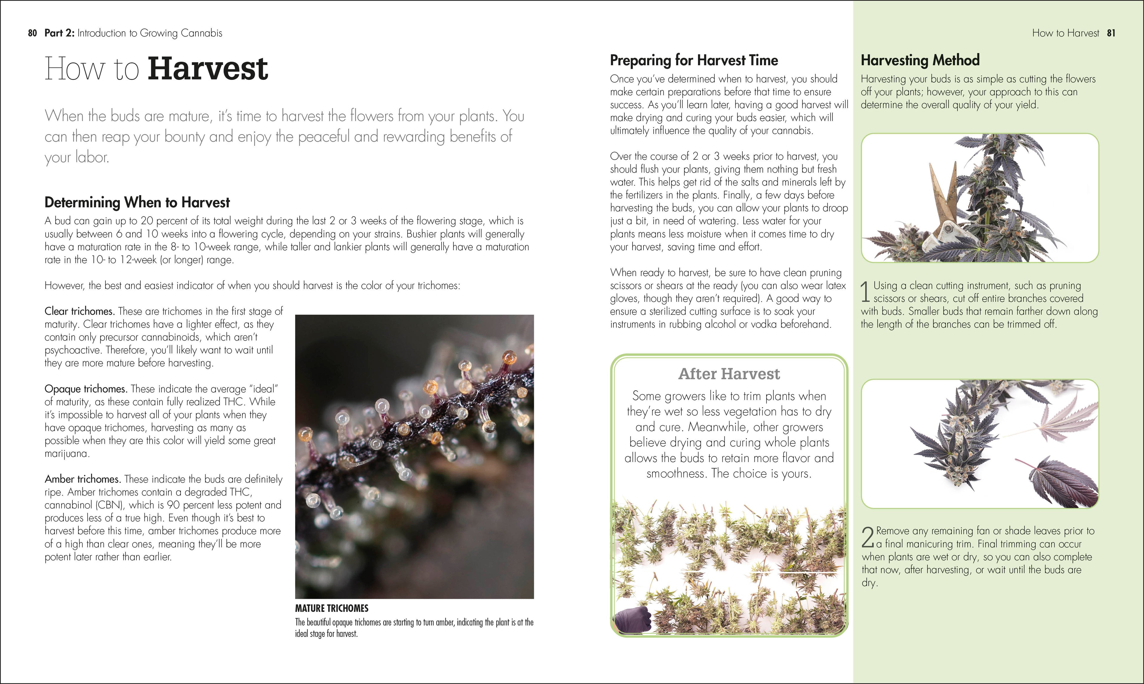 Cannabis-Spread, Image, (PRHC, Design, Do, Not, Use)-2