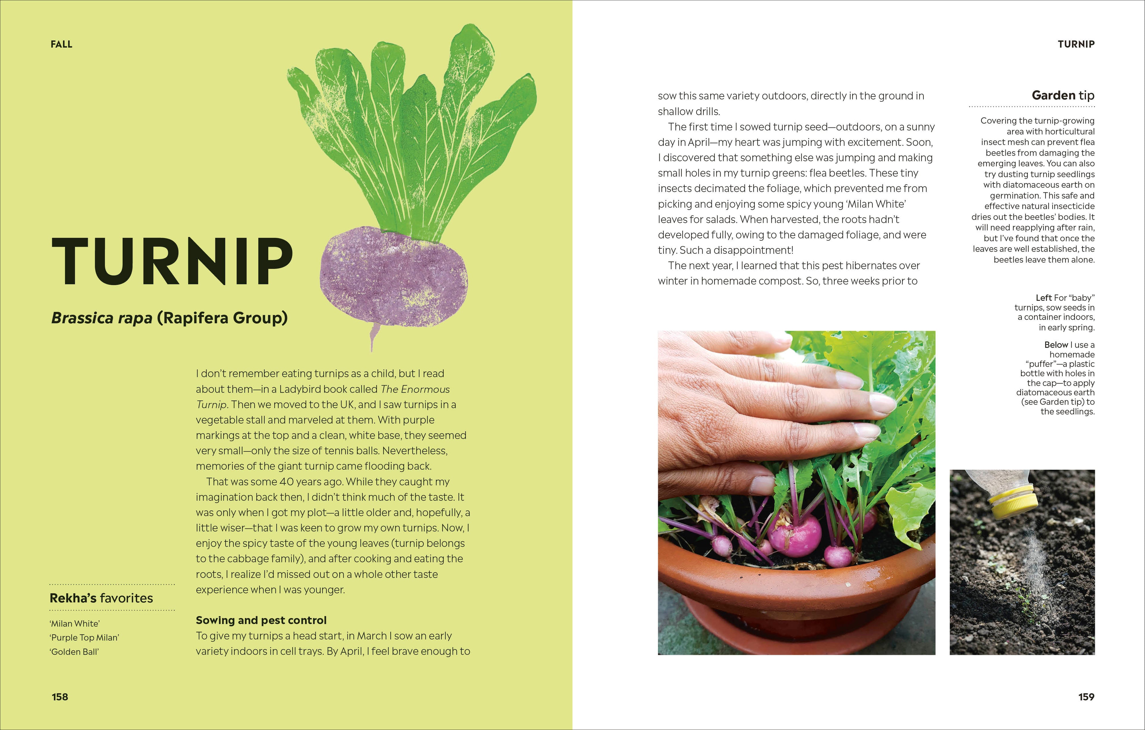 Rekha's Kitchen Garden-image