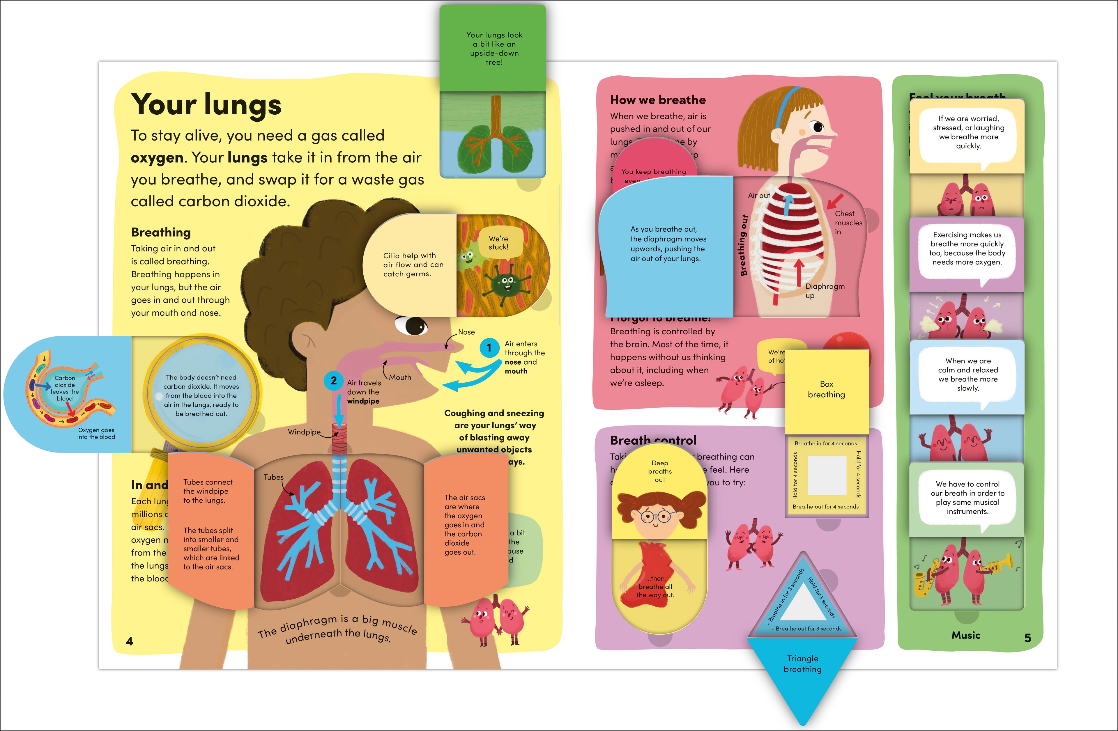 You and Your Body-Spread, Image, (PRHC, Design, Do, Not, Use)-4