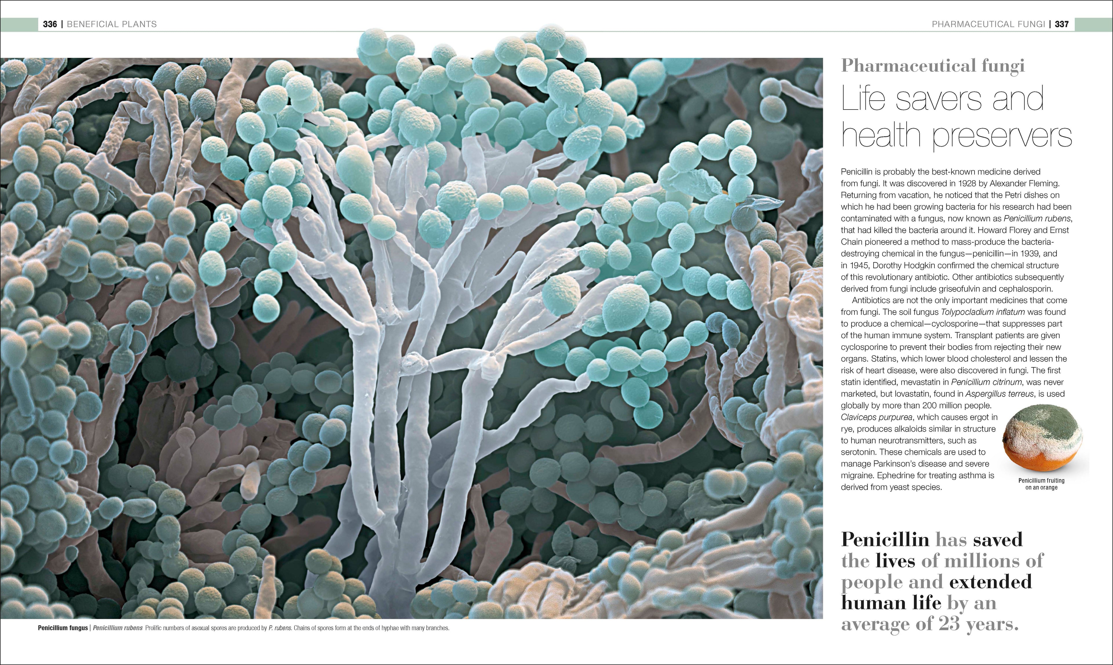 Plants and Fungi-Spread, Image, (PRHC, Design, Do, Not, Use)-6