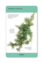 Our World in Pictures Trees of the World Flash Cards spread 2