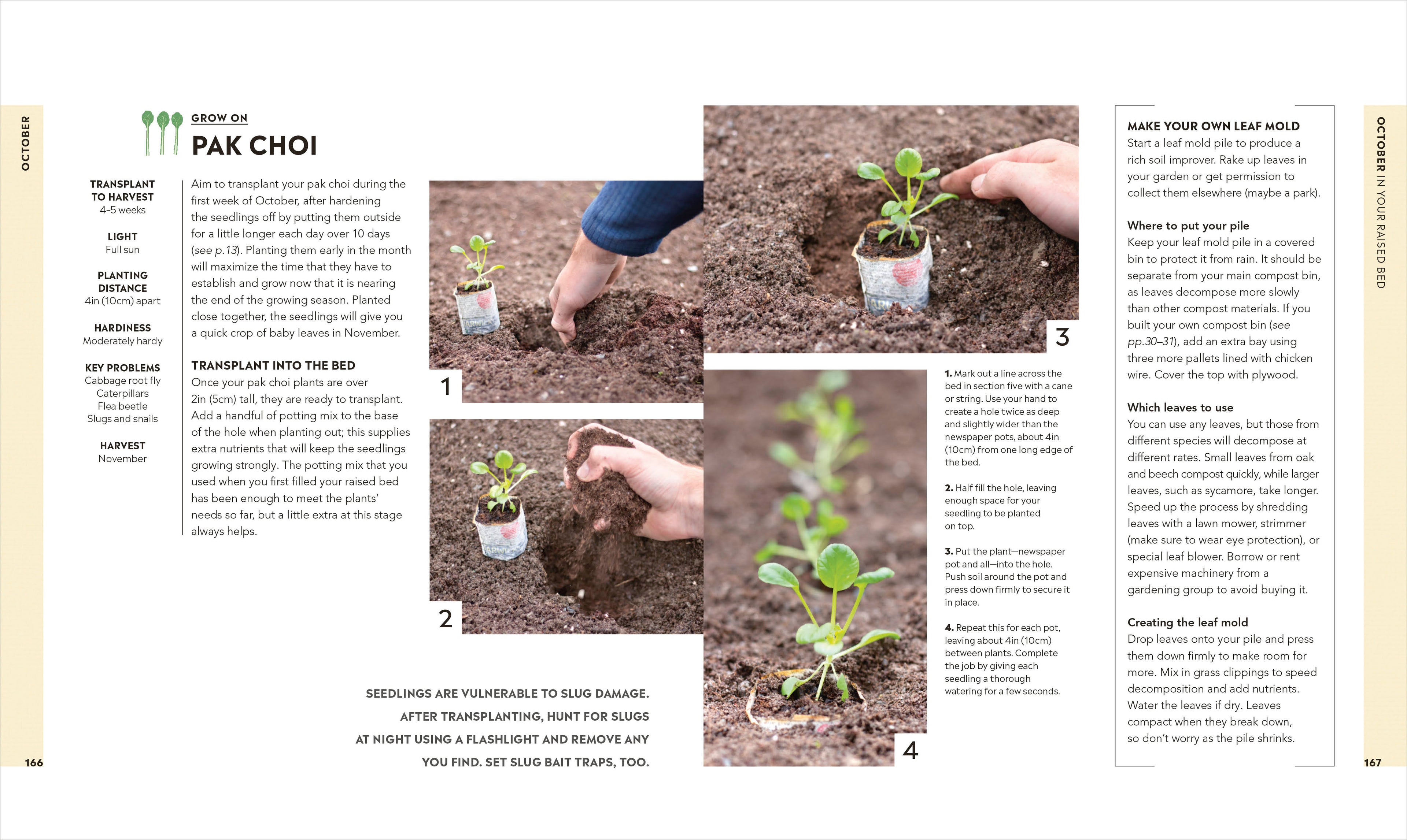 Veg in One Bed New Edition-image