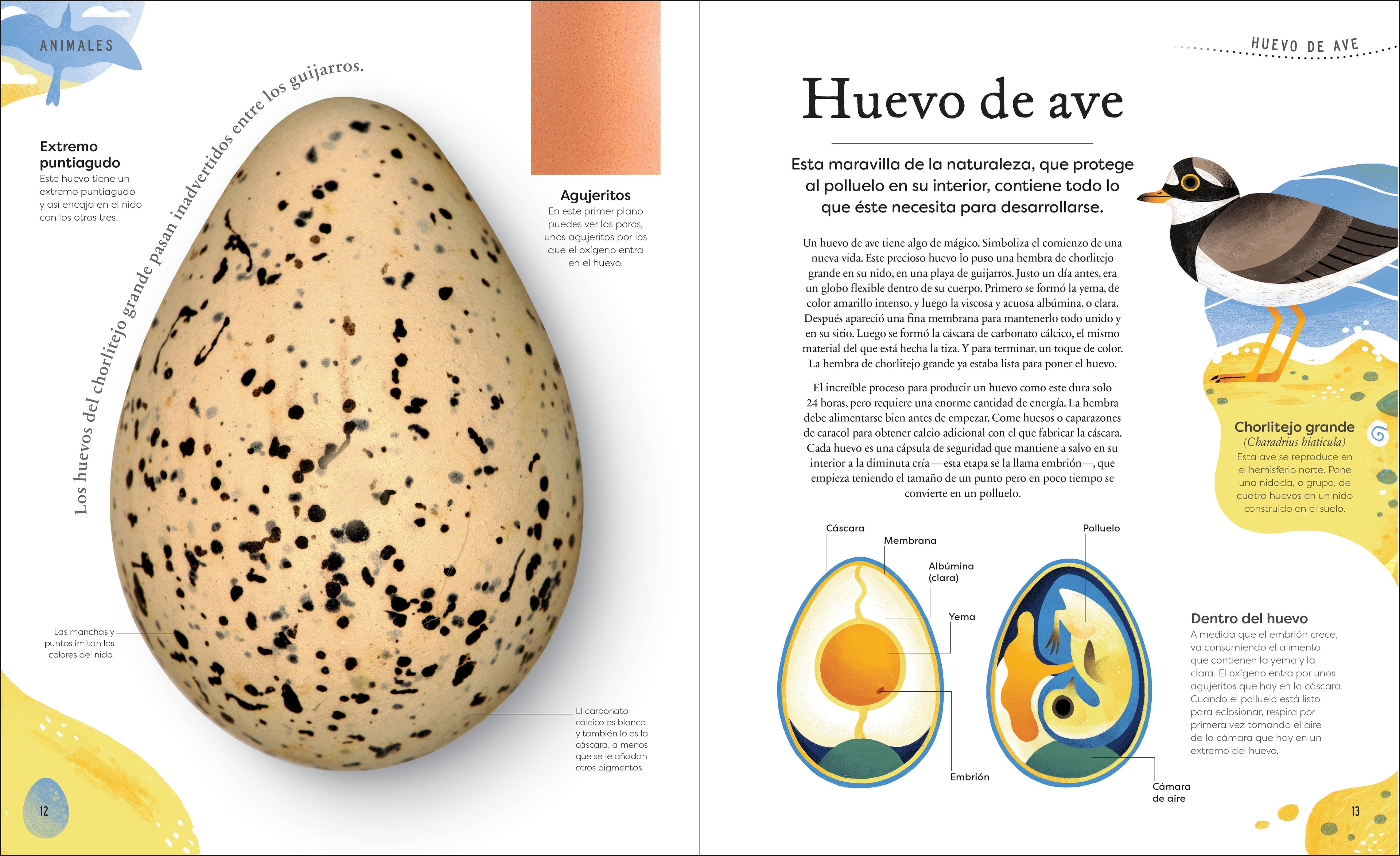 Tesoros de la naturaleza (Nature's Treasures)-Spread, Image, (PRHC, Design, Do, Not, Use)-1