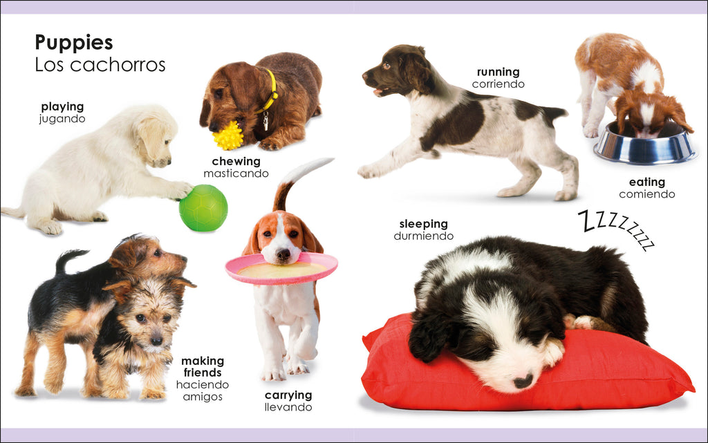 My First Bilingual Pets / los mascotas-Spread, Image, (PRHC, Design, Do, Not, Use)-2