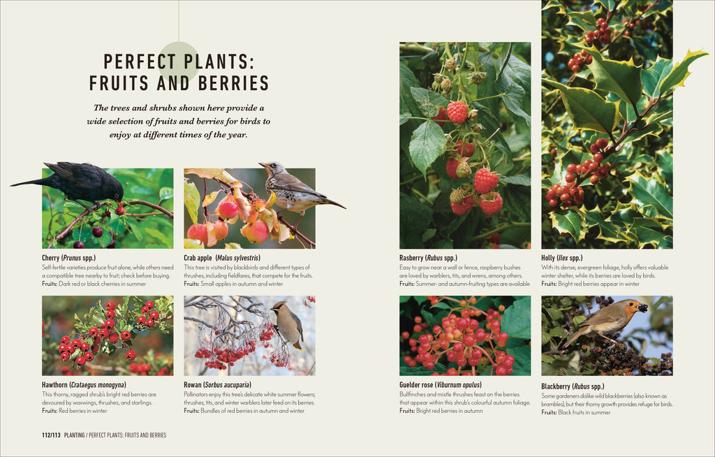 How to Attract Birds to Your Garden