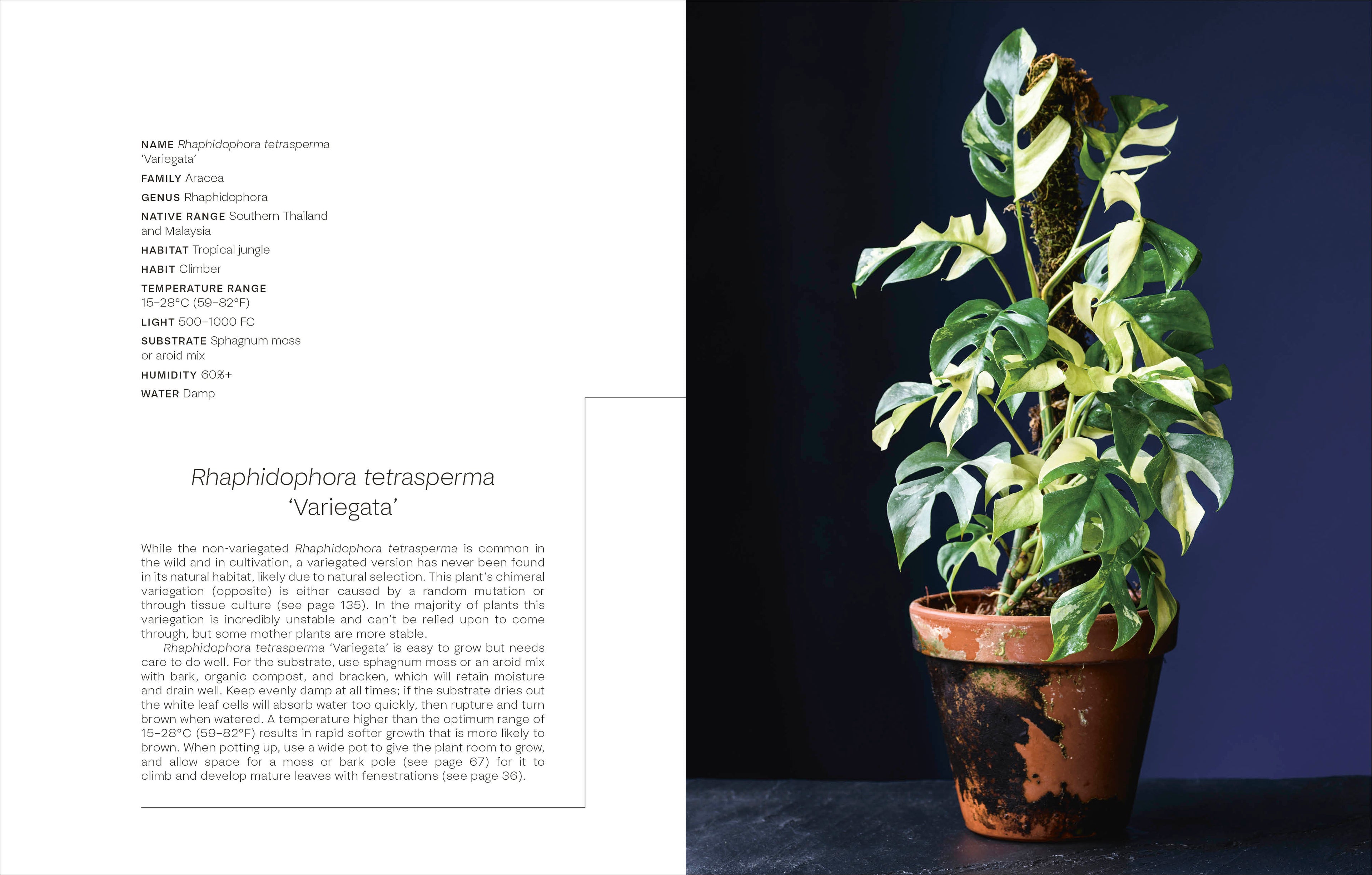 Not Another Jungle-Spread, Image, (PRHC, Design, Do, Not, Use)-6