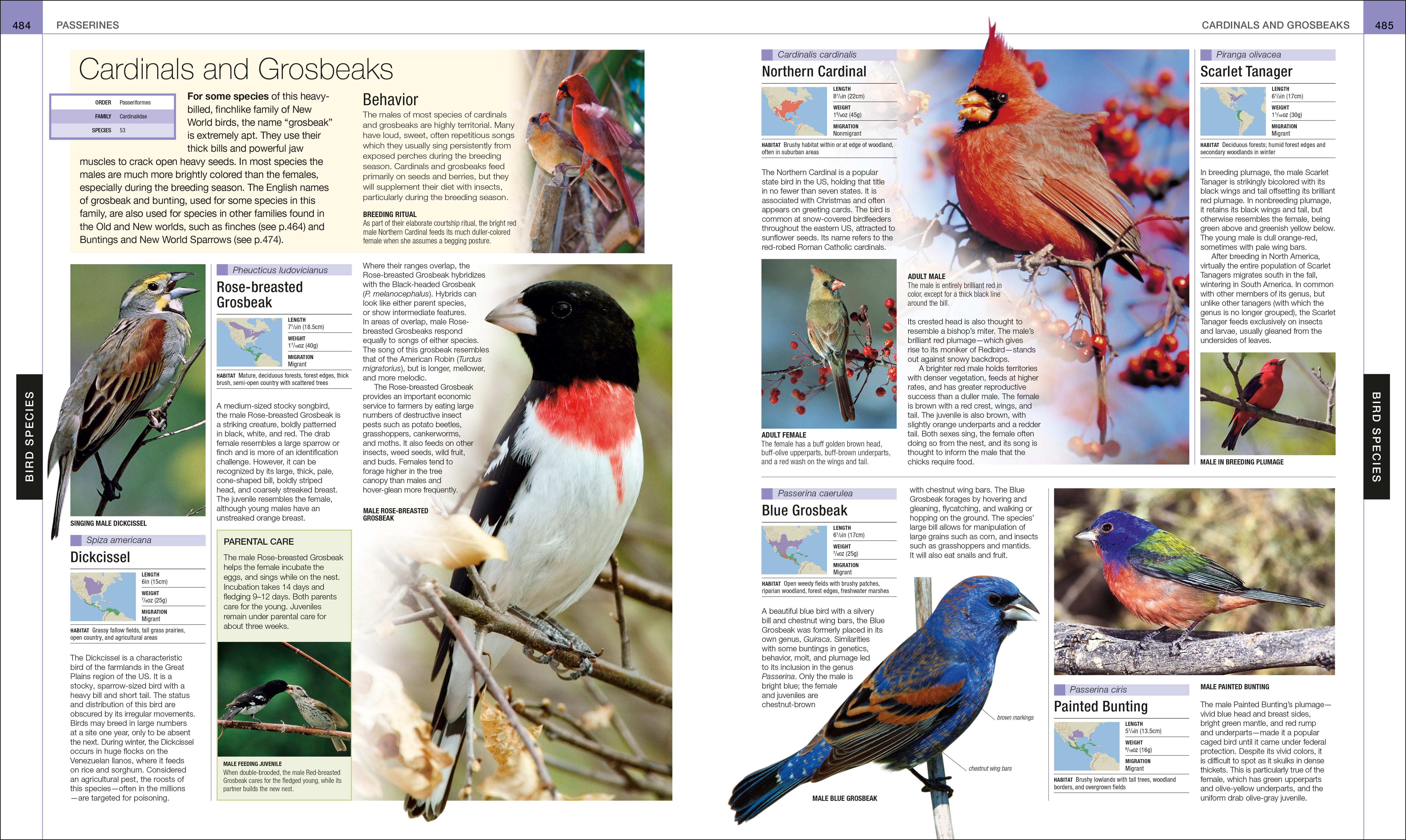 Bird – DK