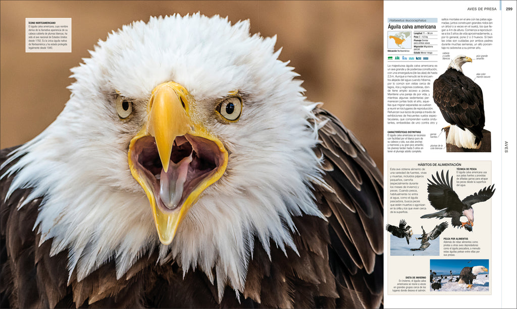 Animal (Spanish edition)-image