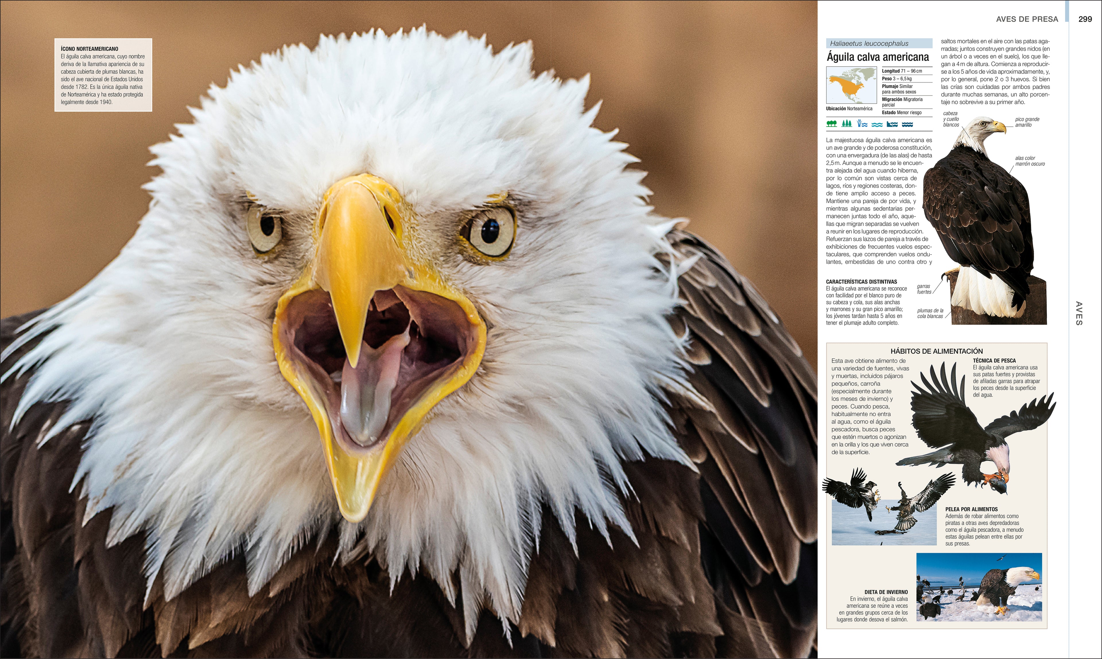 Animal (Spanish edition)-image