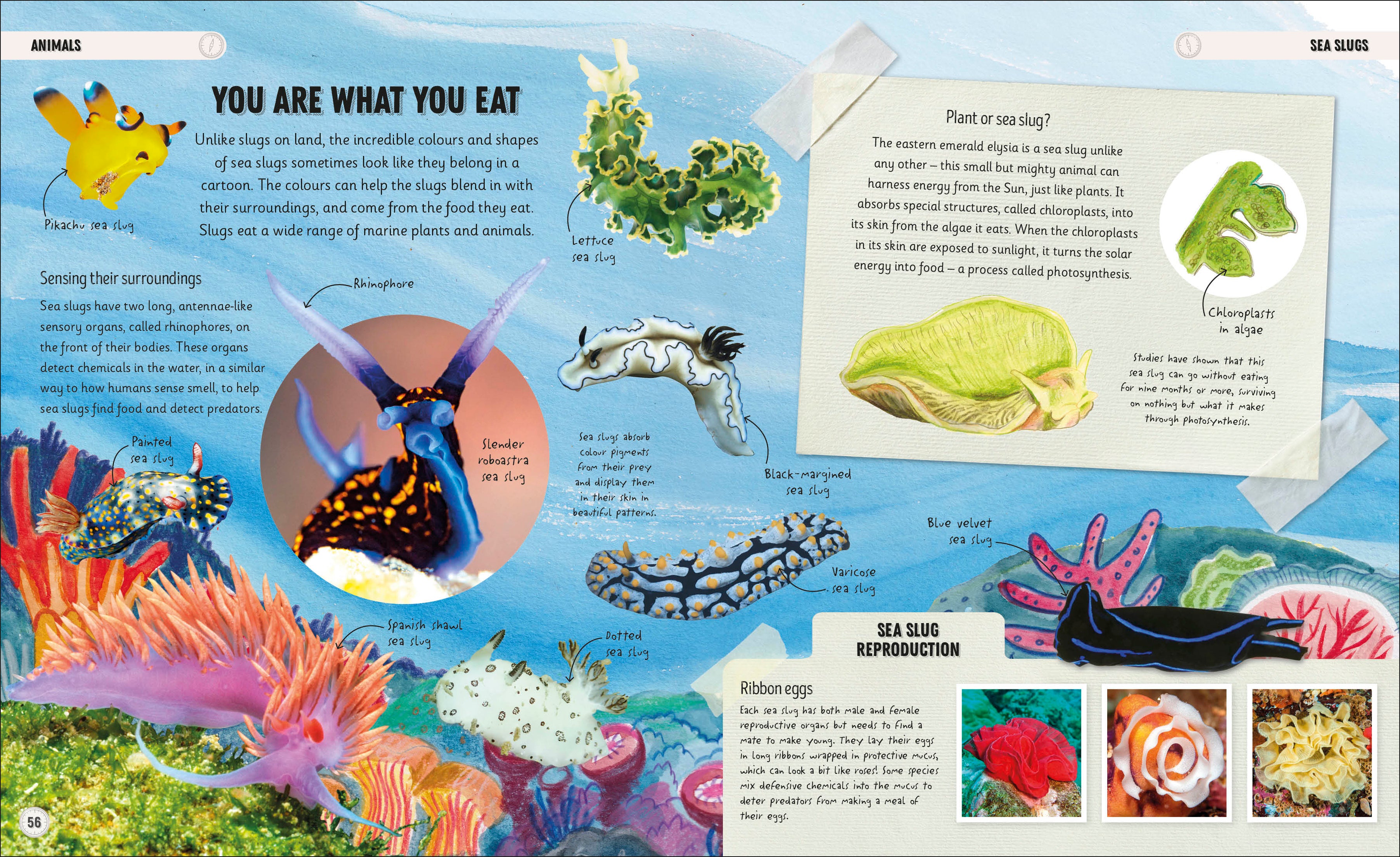 Amazing Oceans – DK