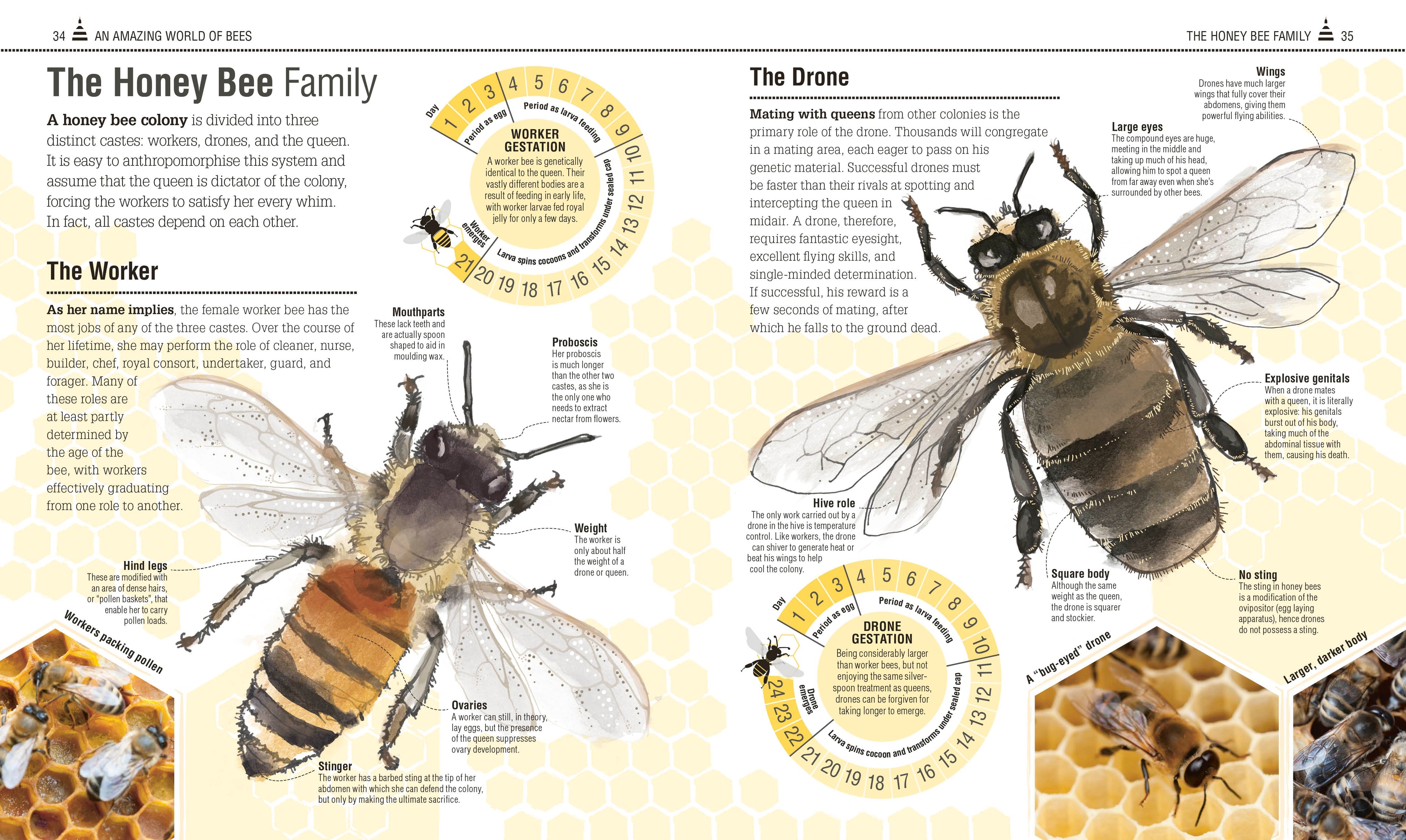 The Bee Book