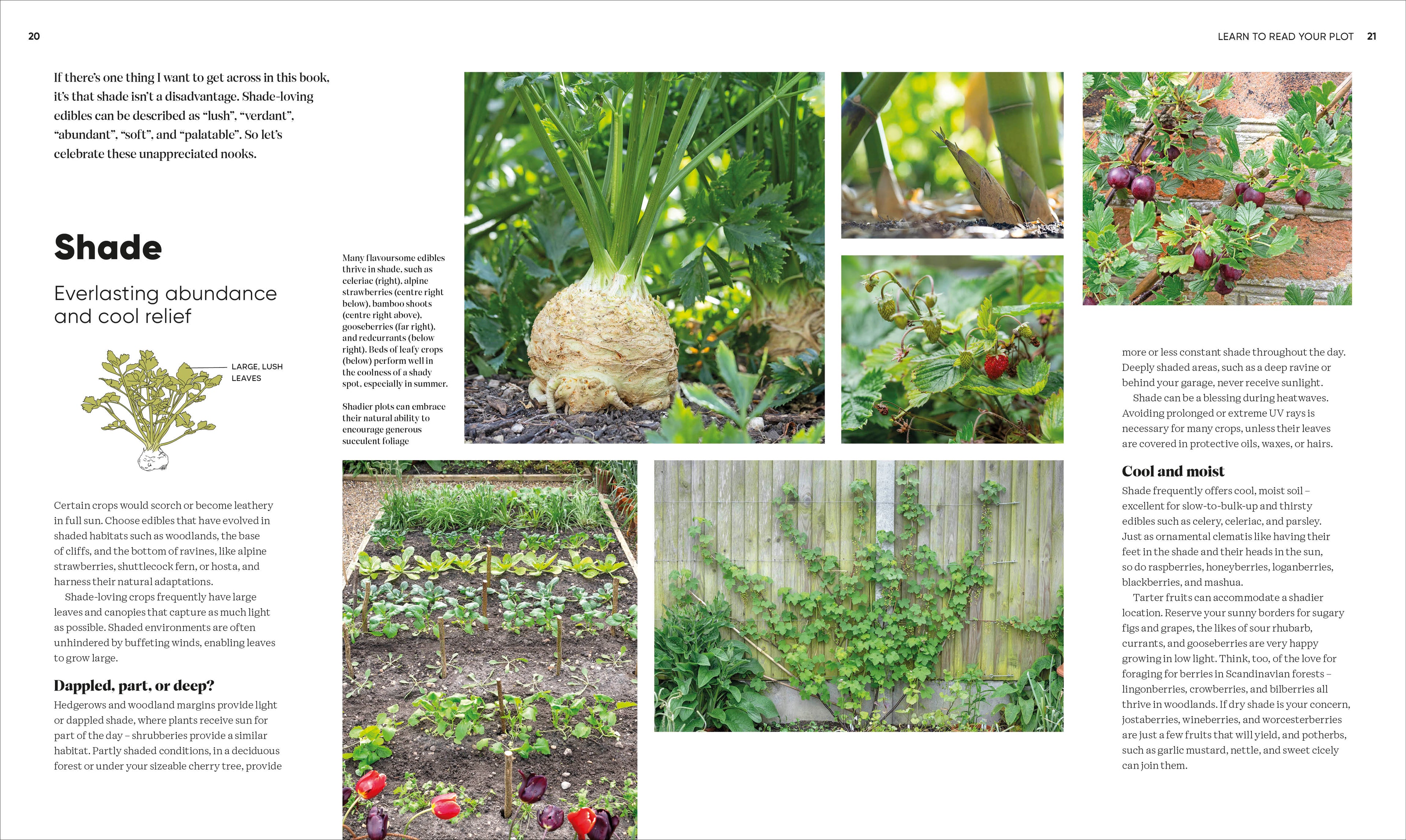 RHS Grow Food Anywhere