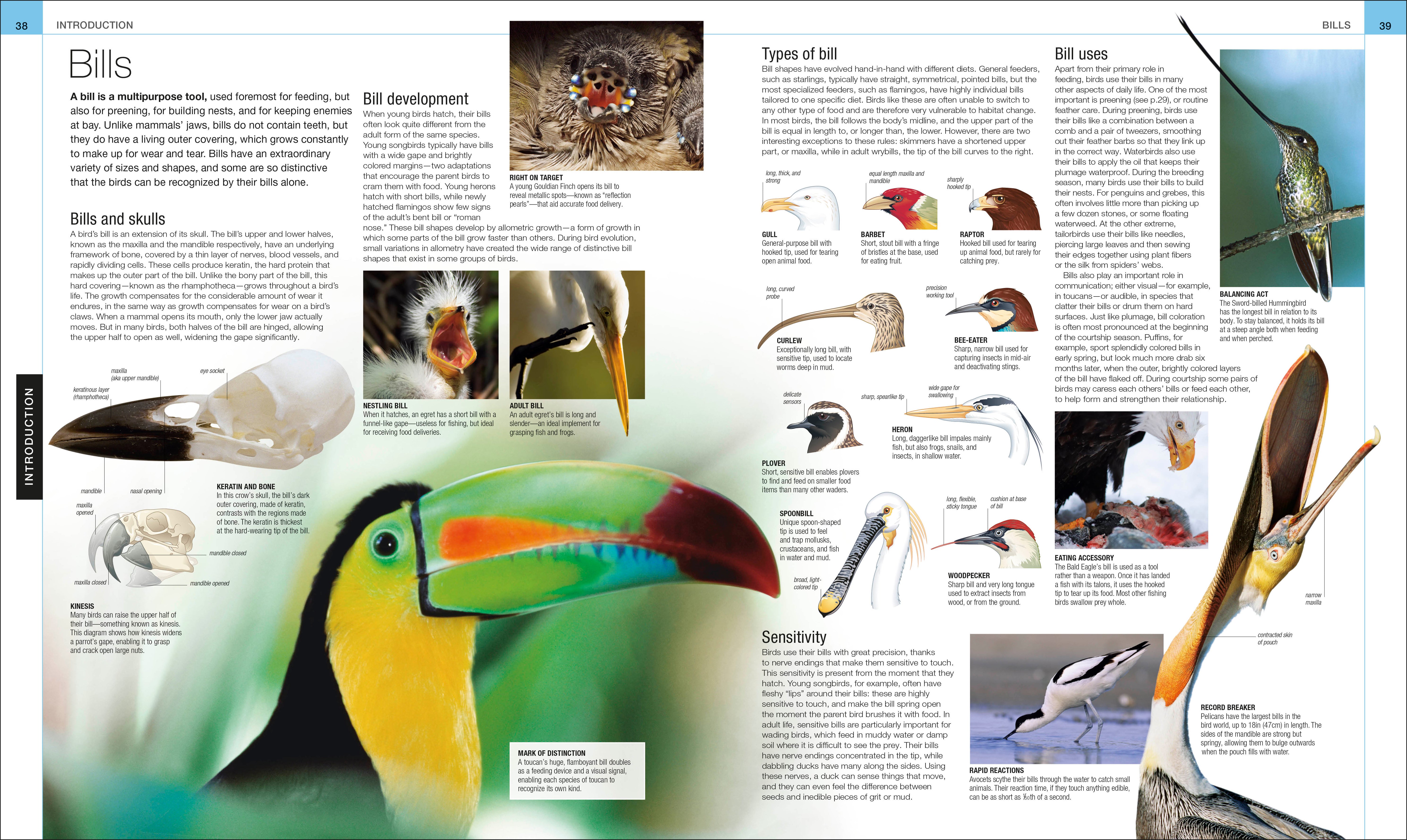 Bird – DK