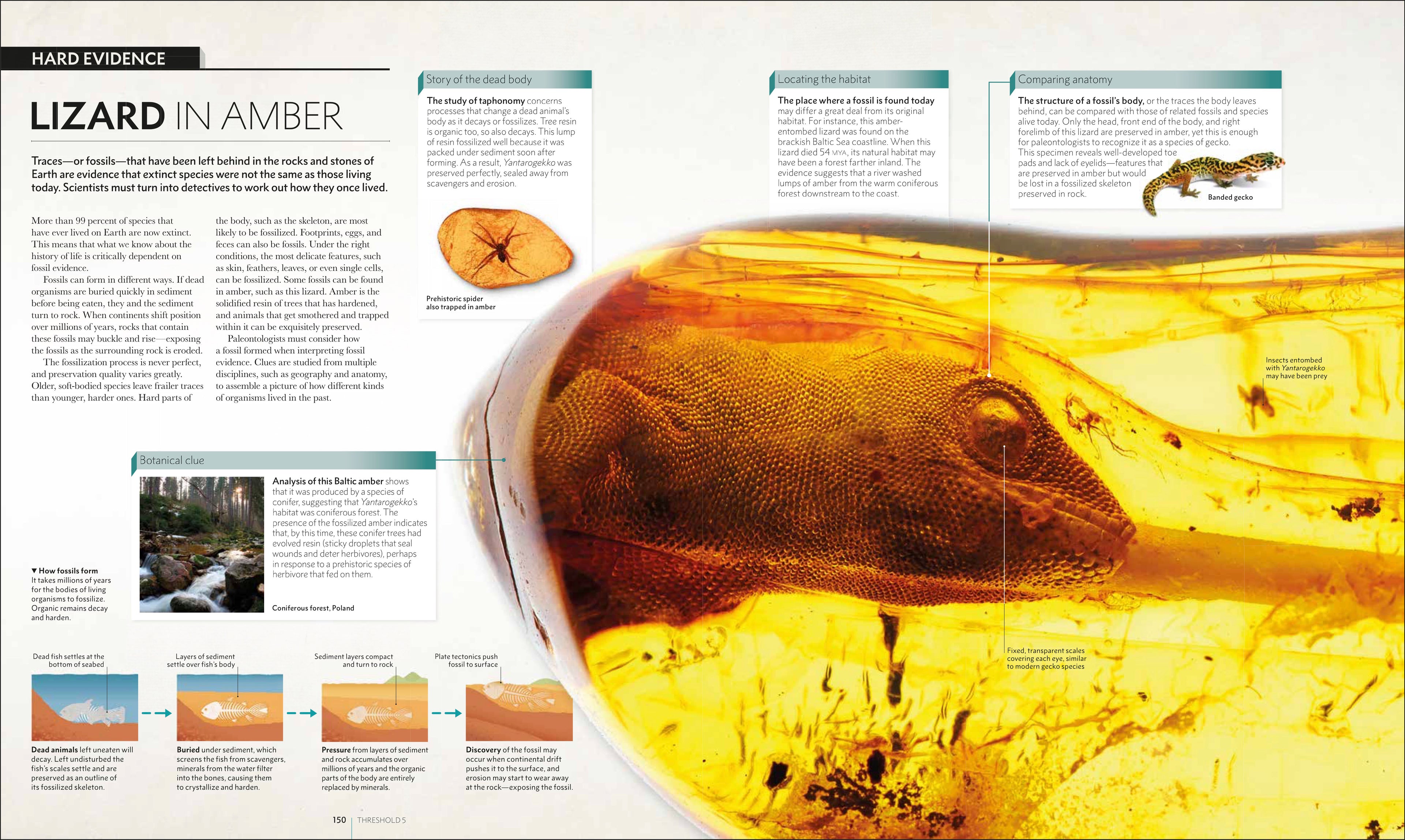 Big History-Spread, Image, (PRHC, Design, Do, Not, Use)-3