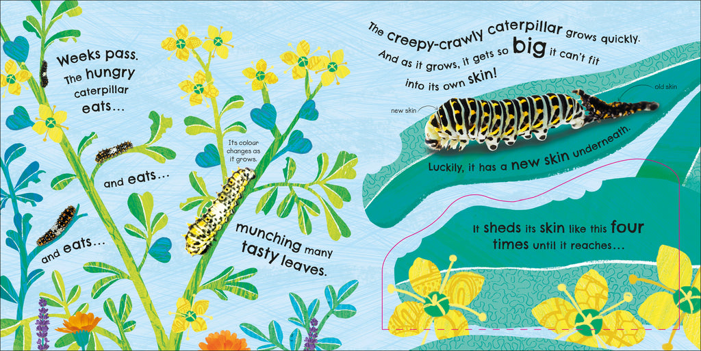 RHS How Does a Butterfly Grow?