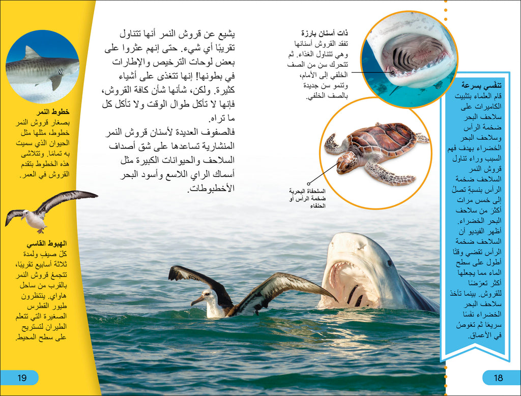 DK Super Readers Level 4 Shark Apex Predator (Arabic translation)-Spread, Image, (PRHC, Design, Do, Not, Use)-2