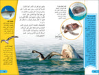 DK Super Readers Level 4 Shark Apex Predator (Arabic translation)-Spread, Image, (PRHC, Design, Do, Not, Use)-2