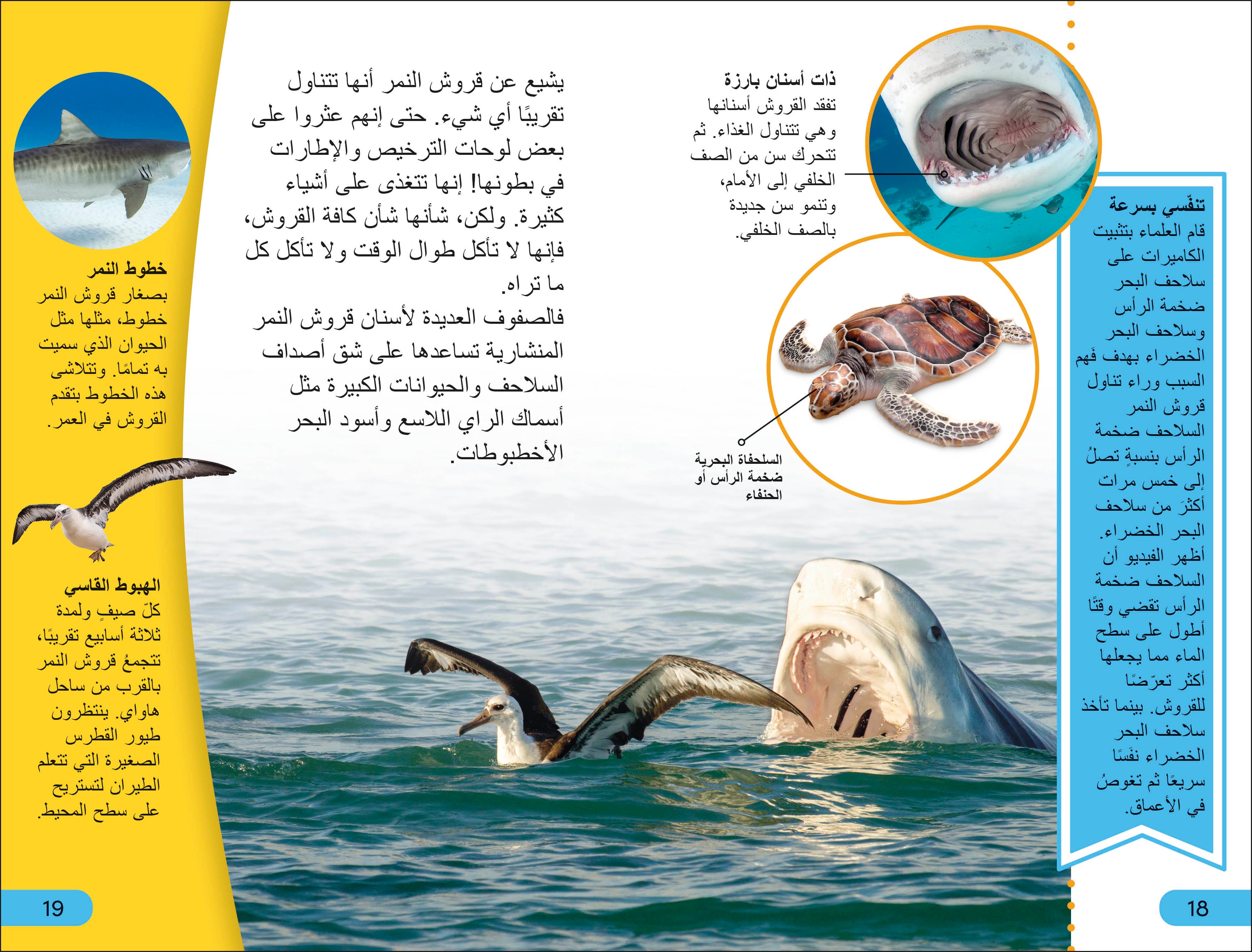 DK Super Readers Level 4 Shark Apex Predator (Arabic translation)-Spread, Image, (PRHC, Design, Do, Not, Use)-2