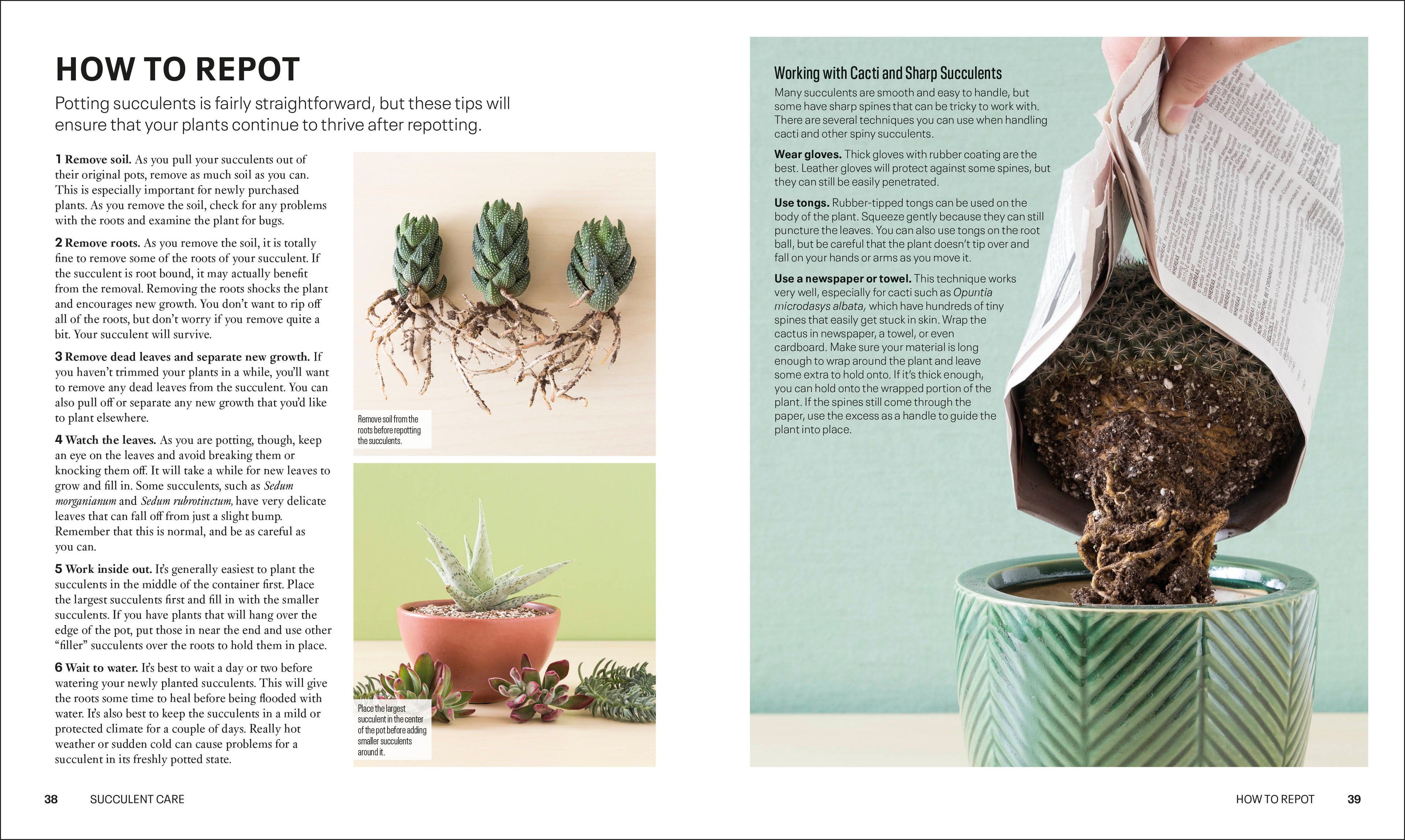 do succulents spread Succulents – DK